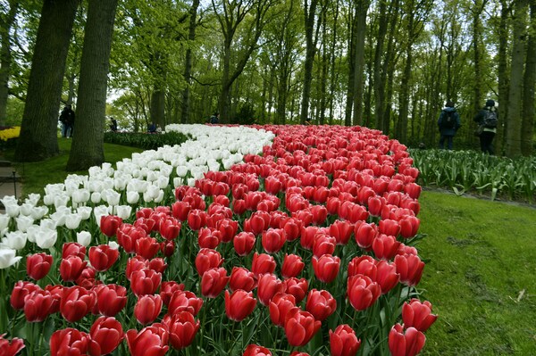 Keukenhof, Lisse, Netherlands