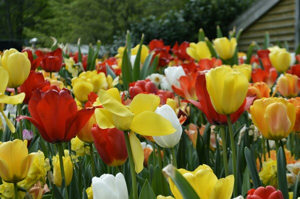 Keukenhof, Lisse, Netherlands