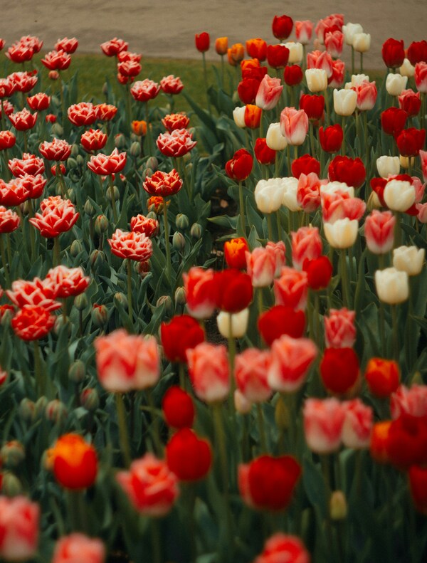 Keukenhof, Stationsweg, Lisse, Netherlands