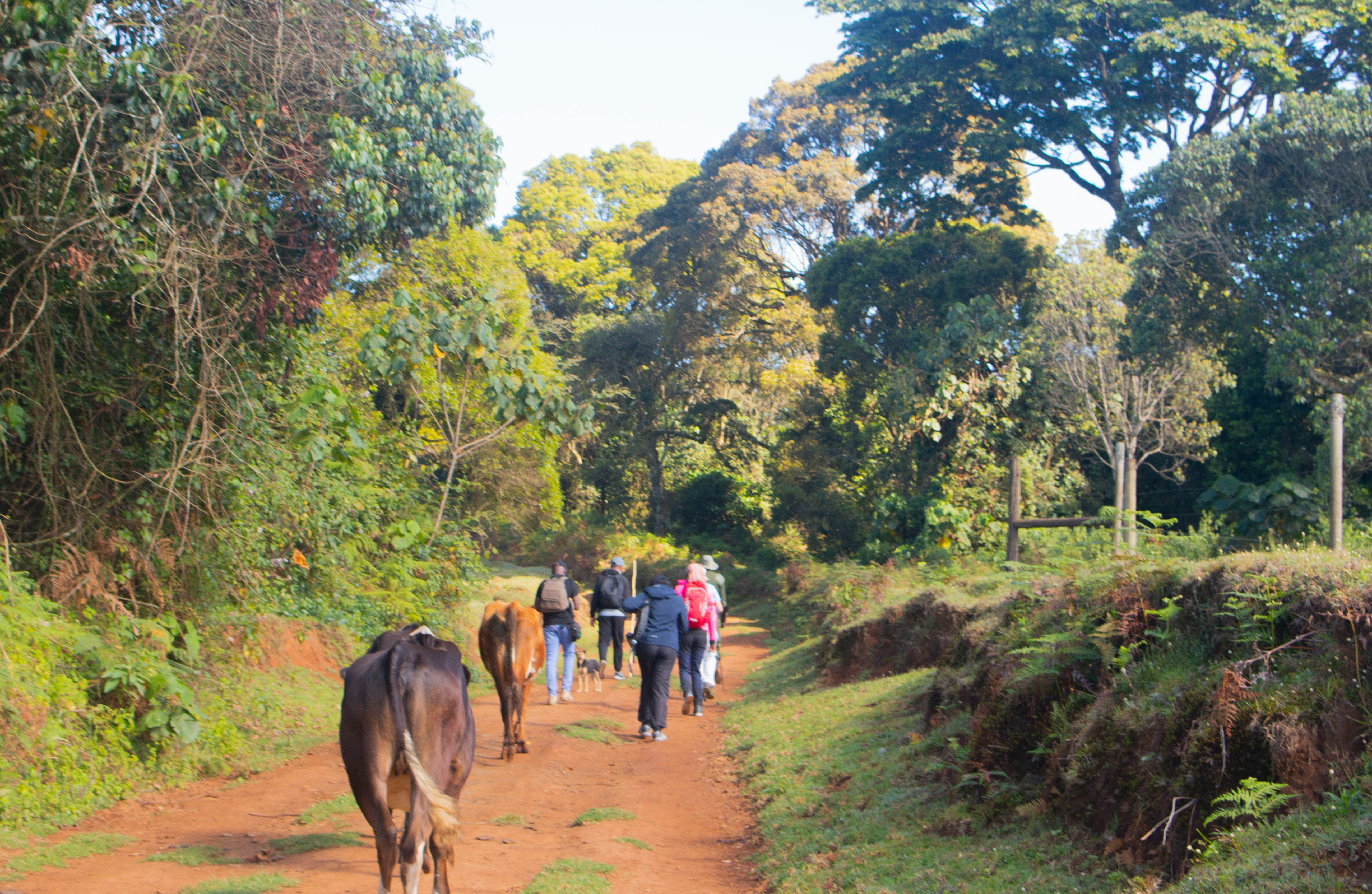 Aberdare National Park Kenya