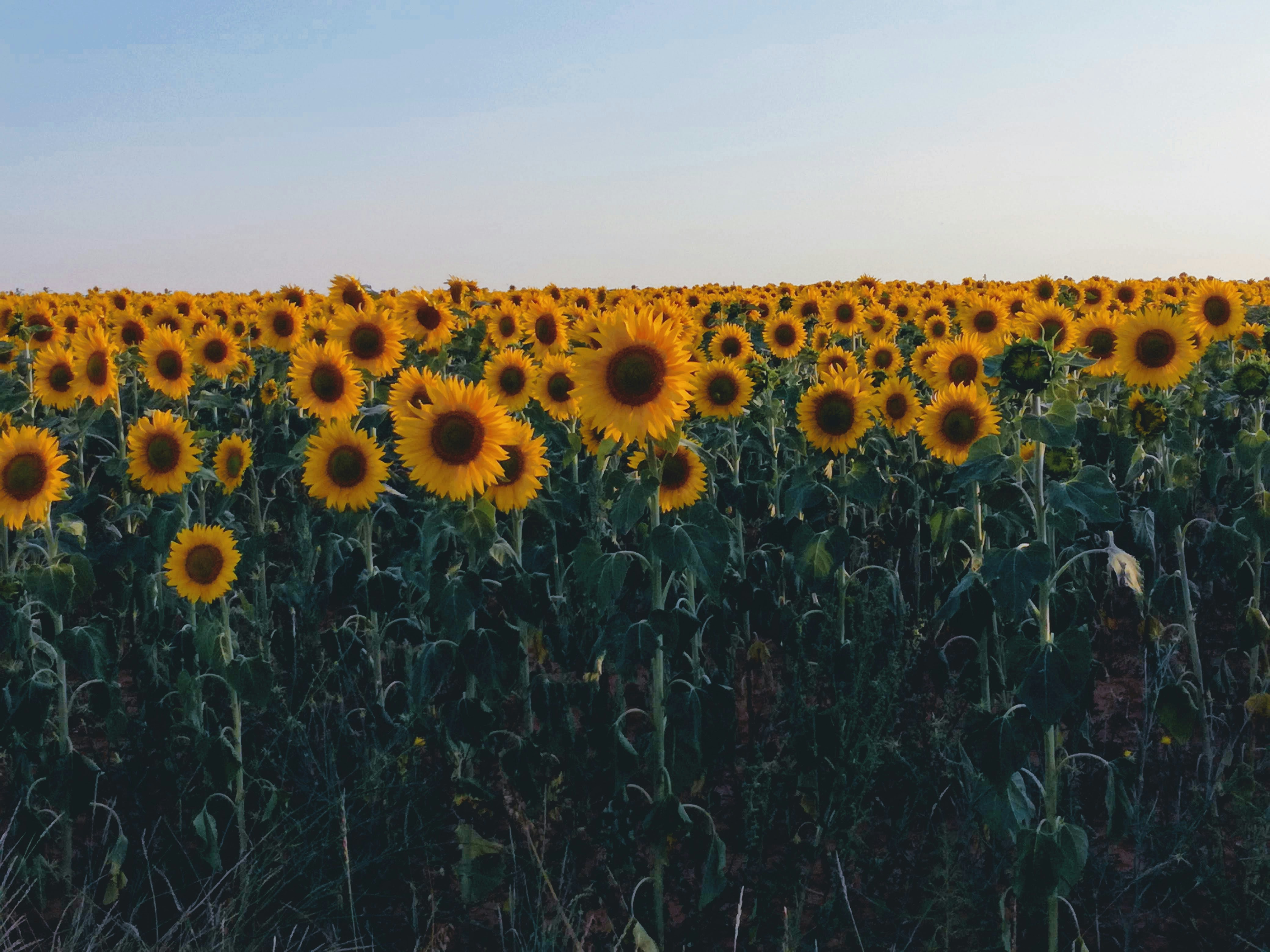 A field of sunflowers in Valladolid, Spain.