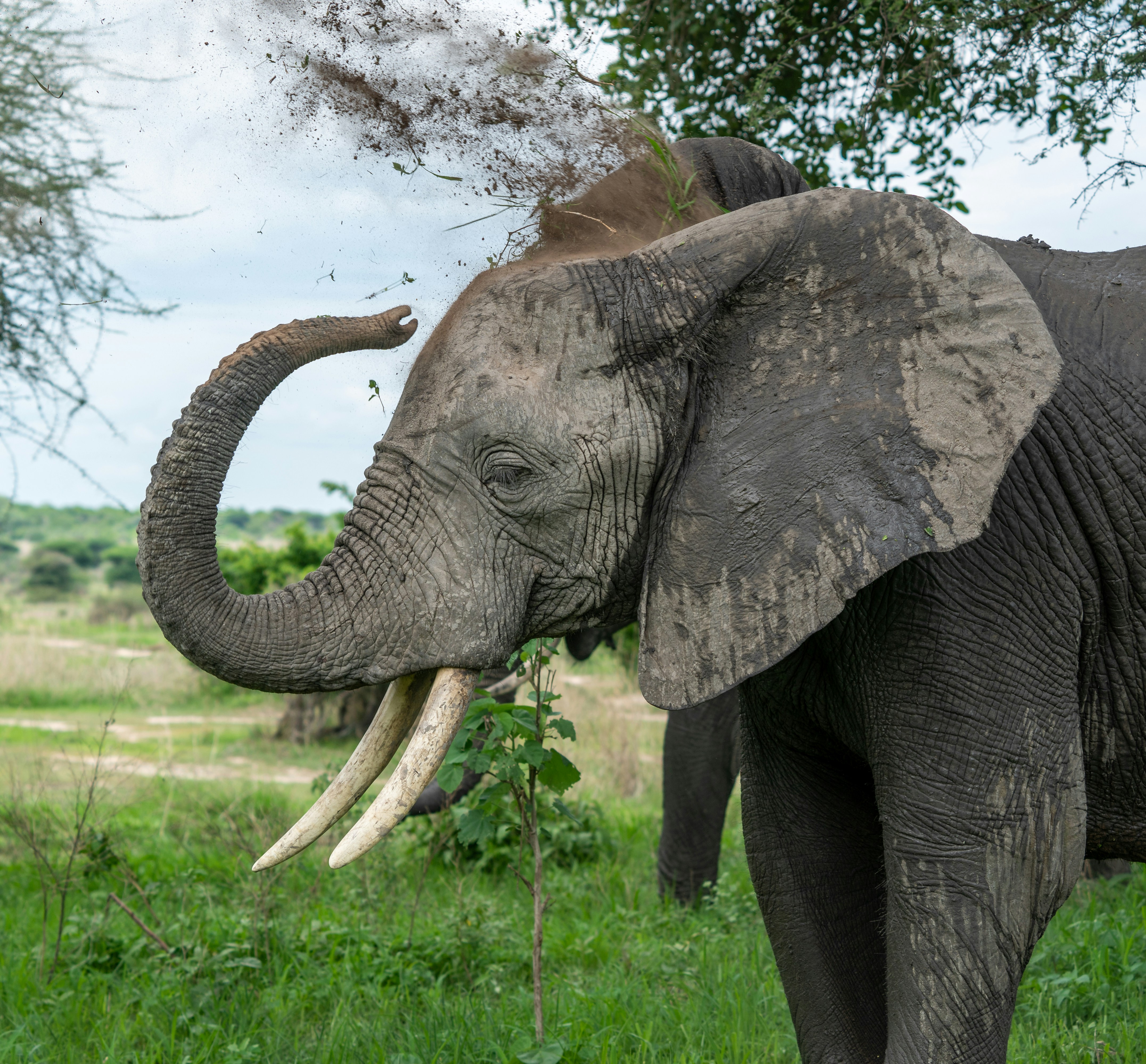 Ruaha National Park, Iringa, Tanzania