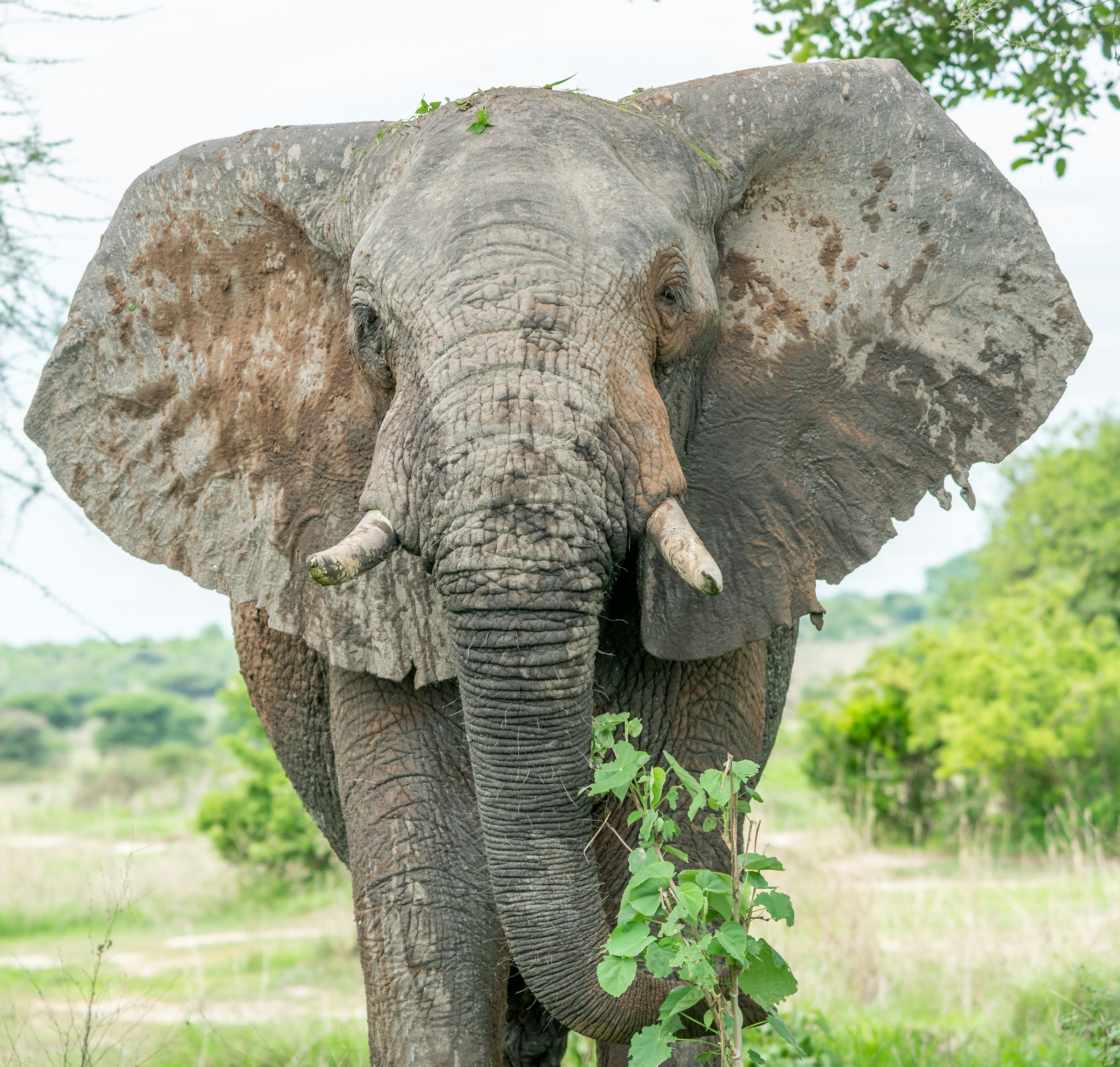 Ruaha National Park, Iringa, Tanzania
