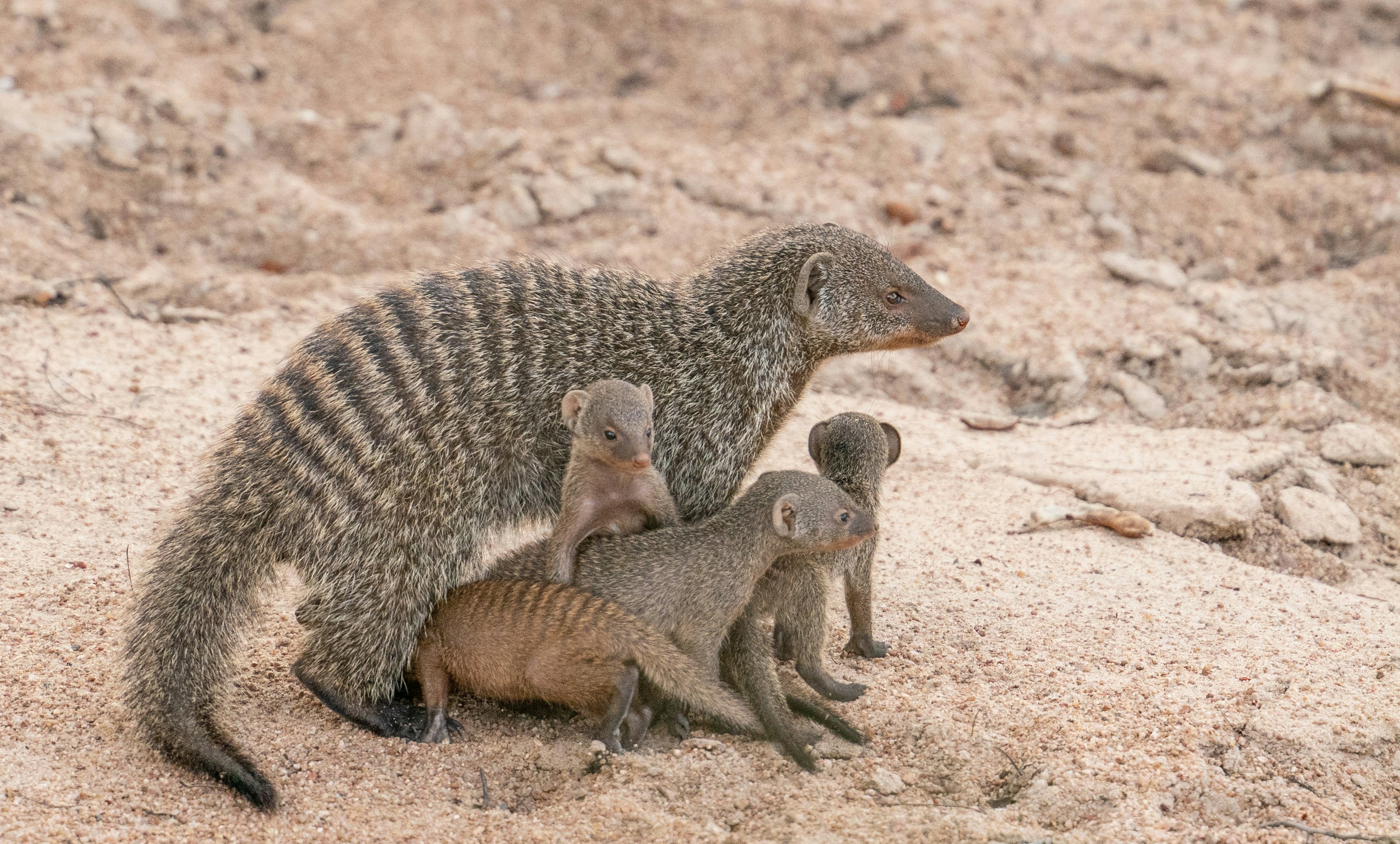 Ruaha National Park, Iringa, Tanzania
