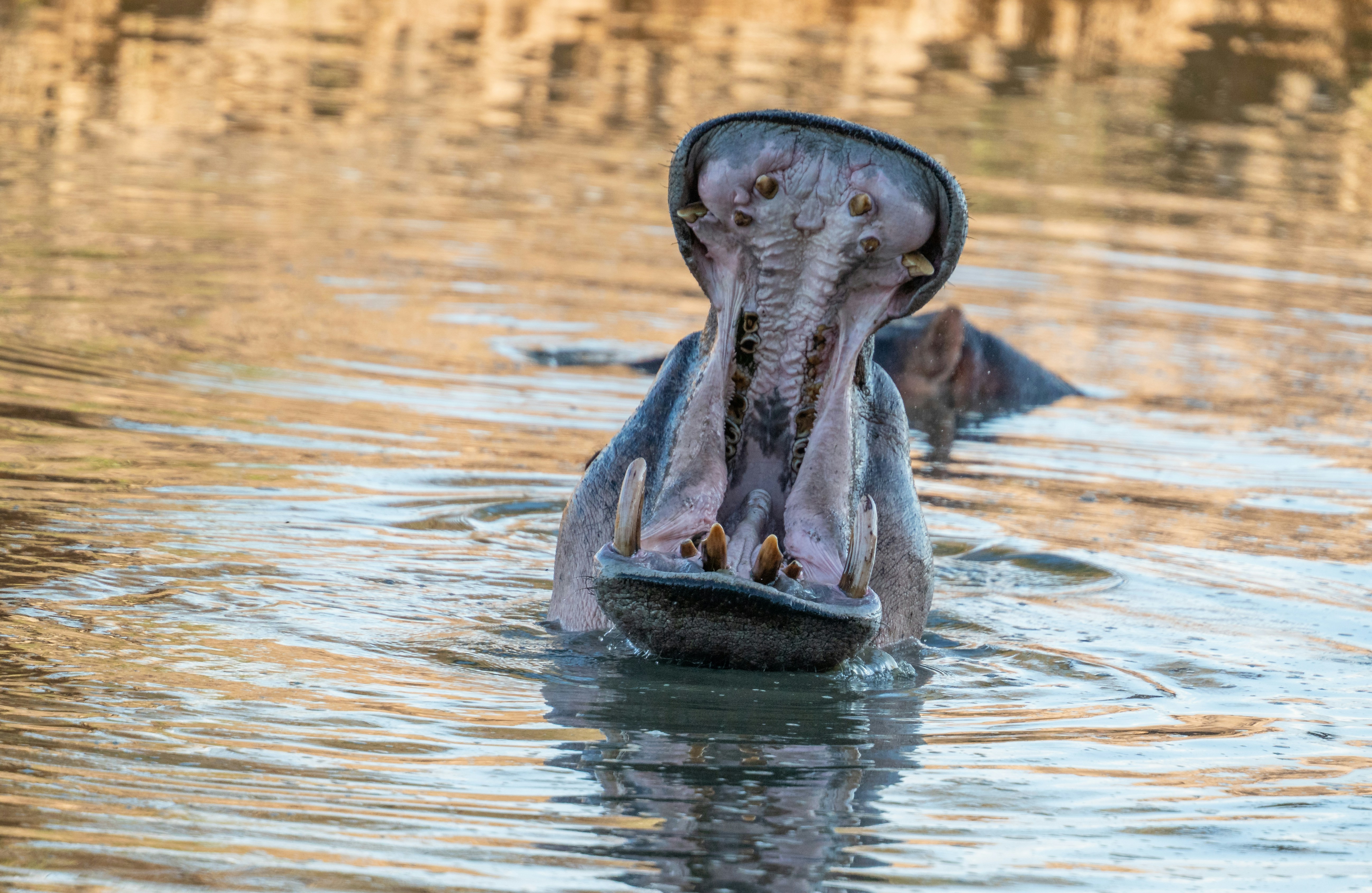 Ruaha National Park, Iringa, Tanzania