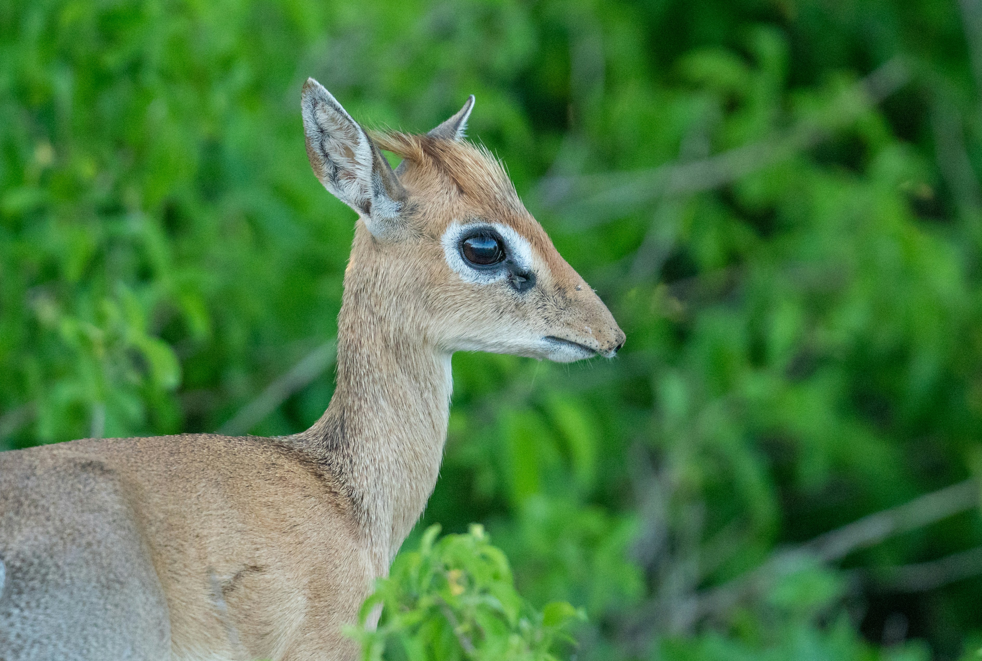 Ruaha National Park, Iringa, Tanzania