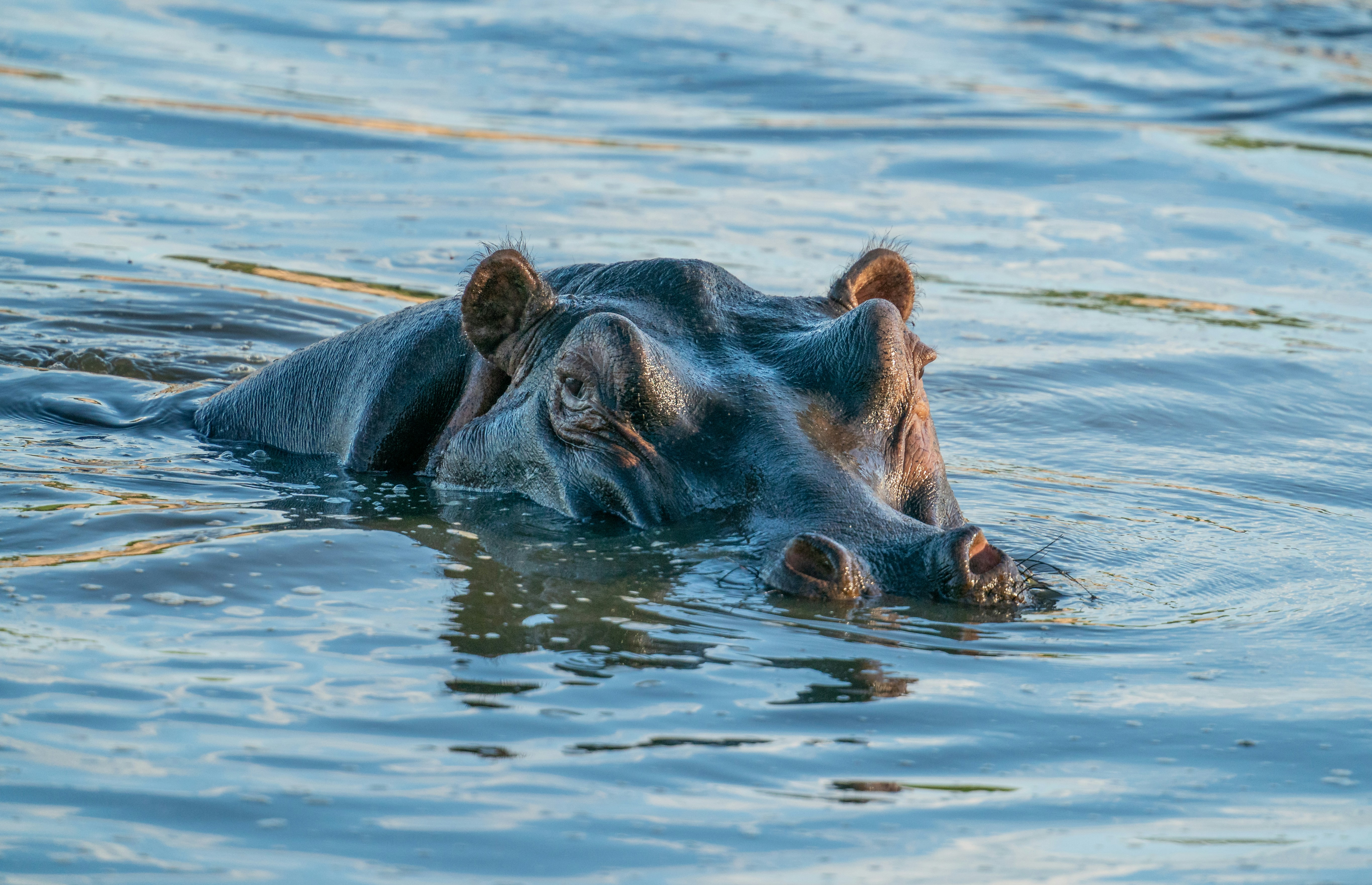 Ruaha National Park, Iringa, Tanzania