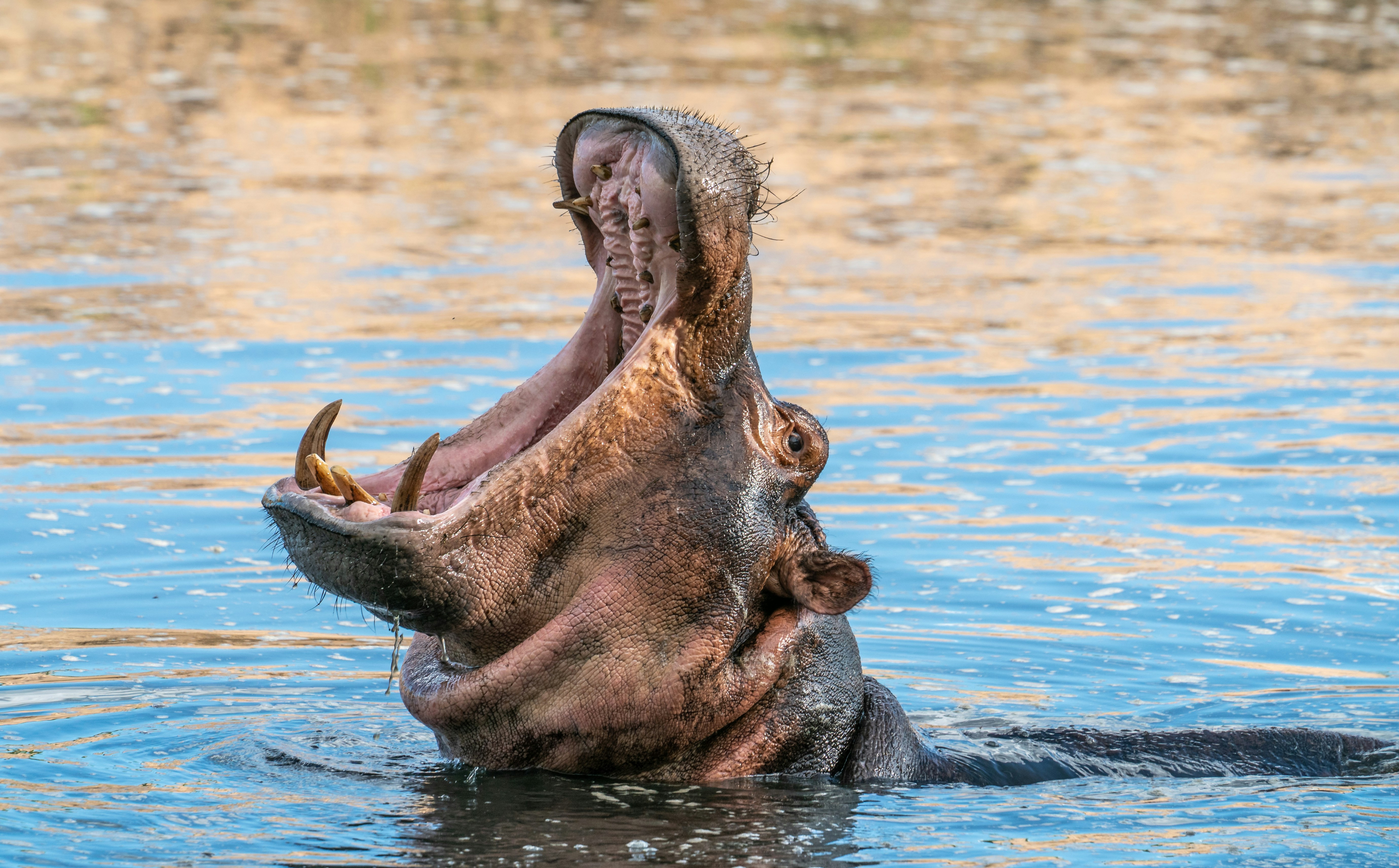 Ruaha National Park, Iringa, Tanzania