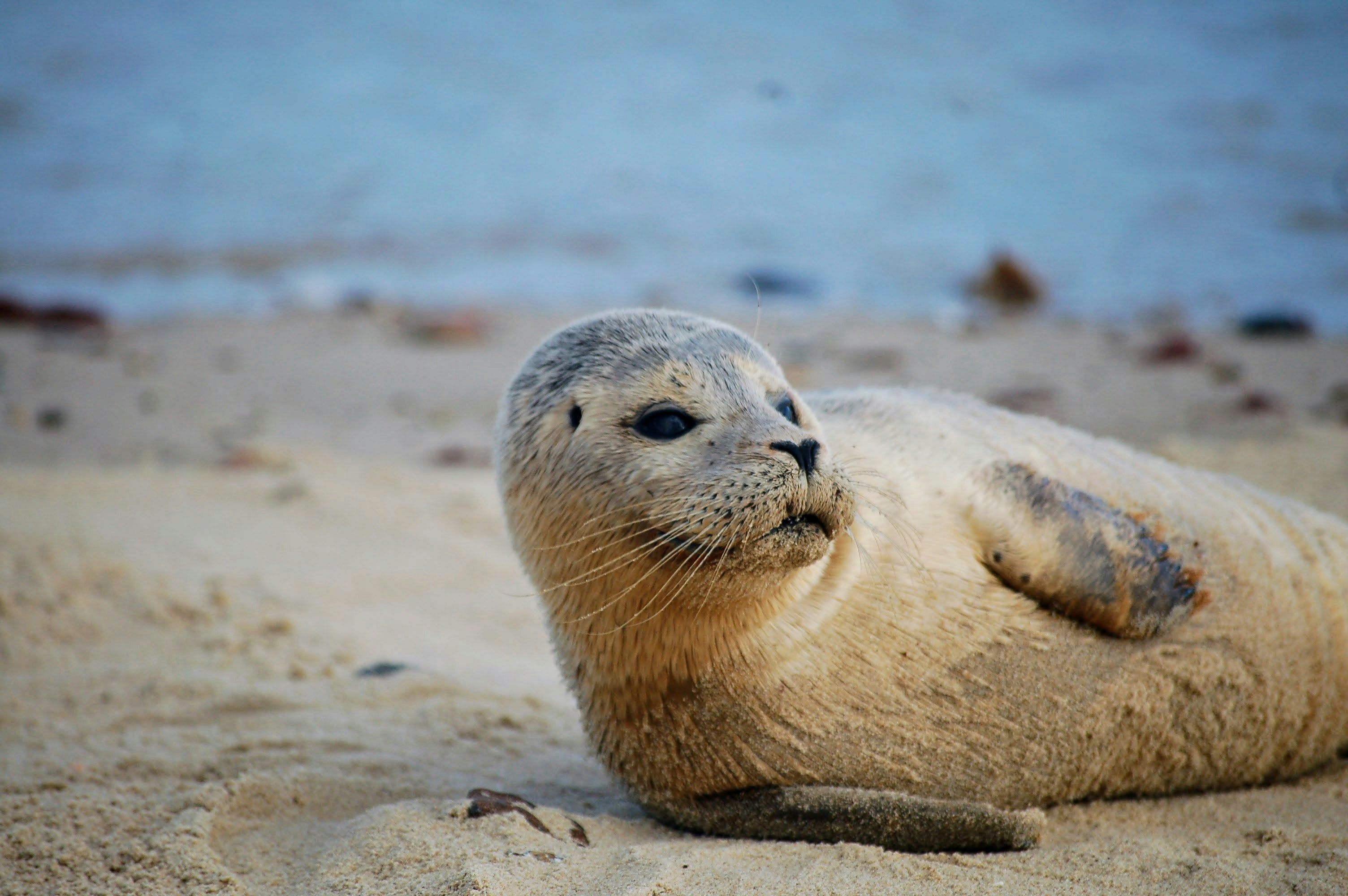 Horsey Beach, Great Yarmouth, United Kingdom
