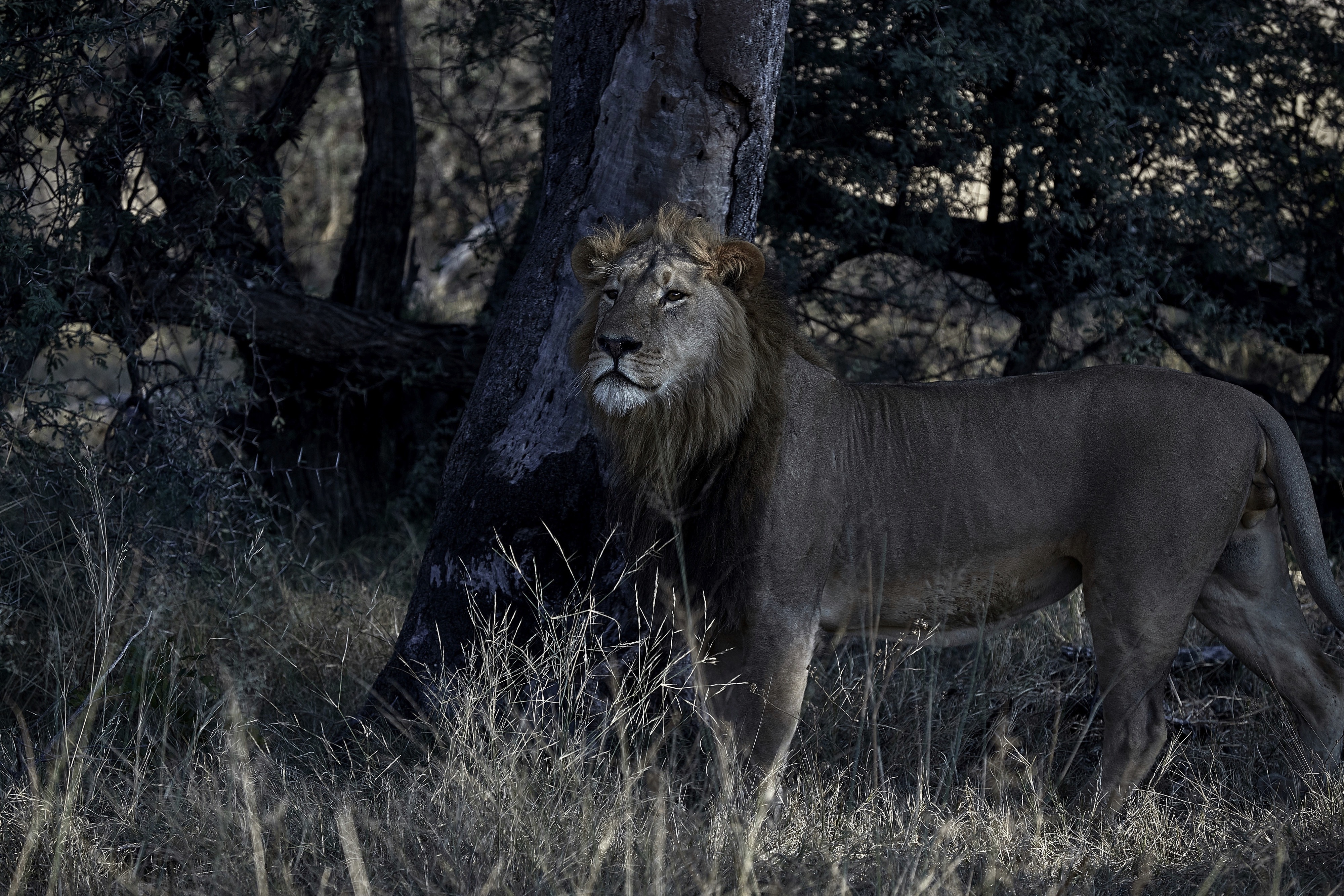 Male lion in hwange national parks.