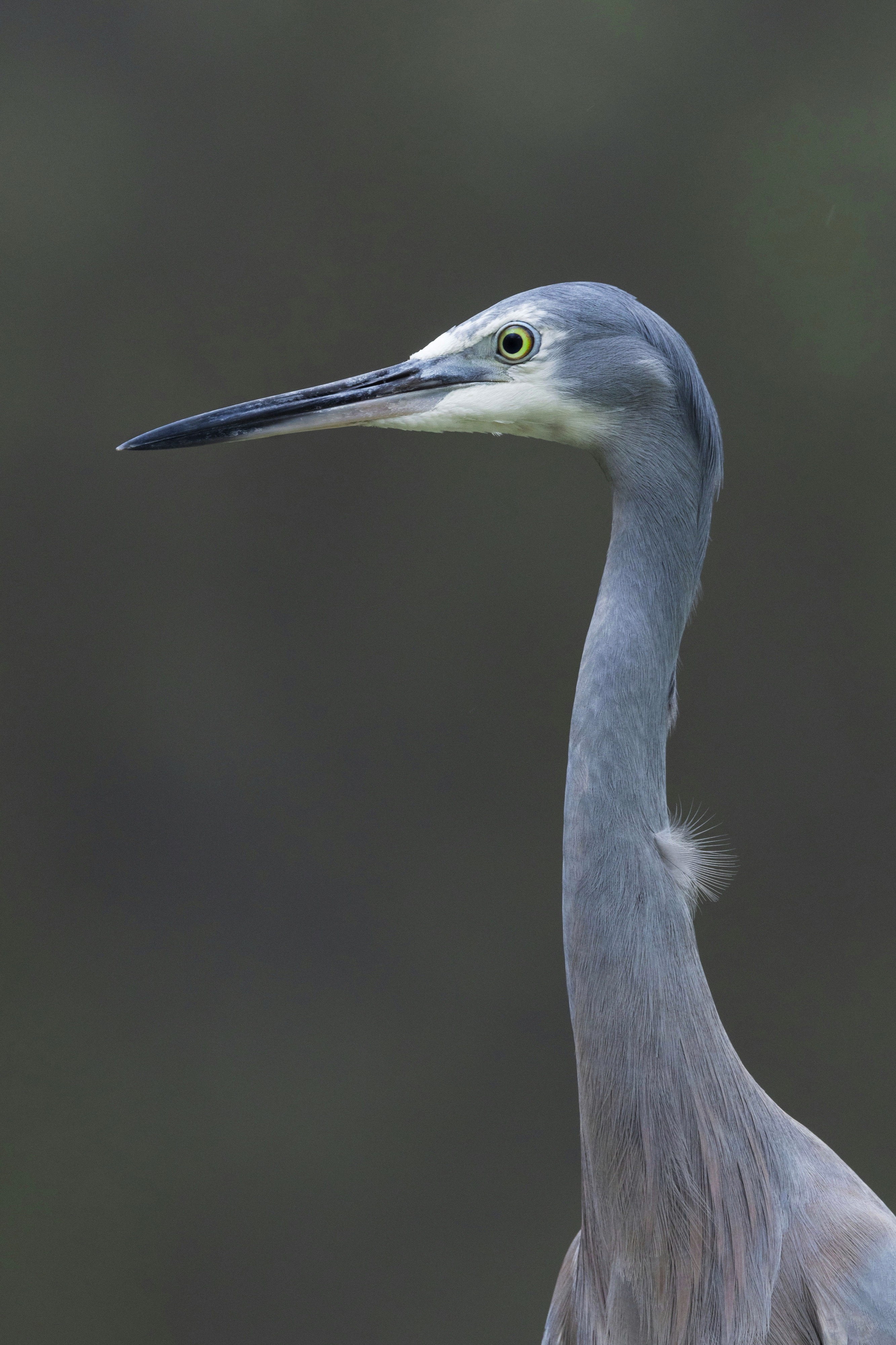 Birdworld Kuranda, Rob Veivers Drive, Kuranda QLD, Australia