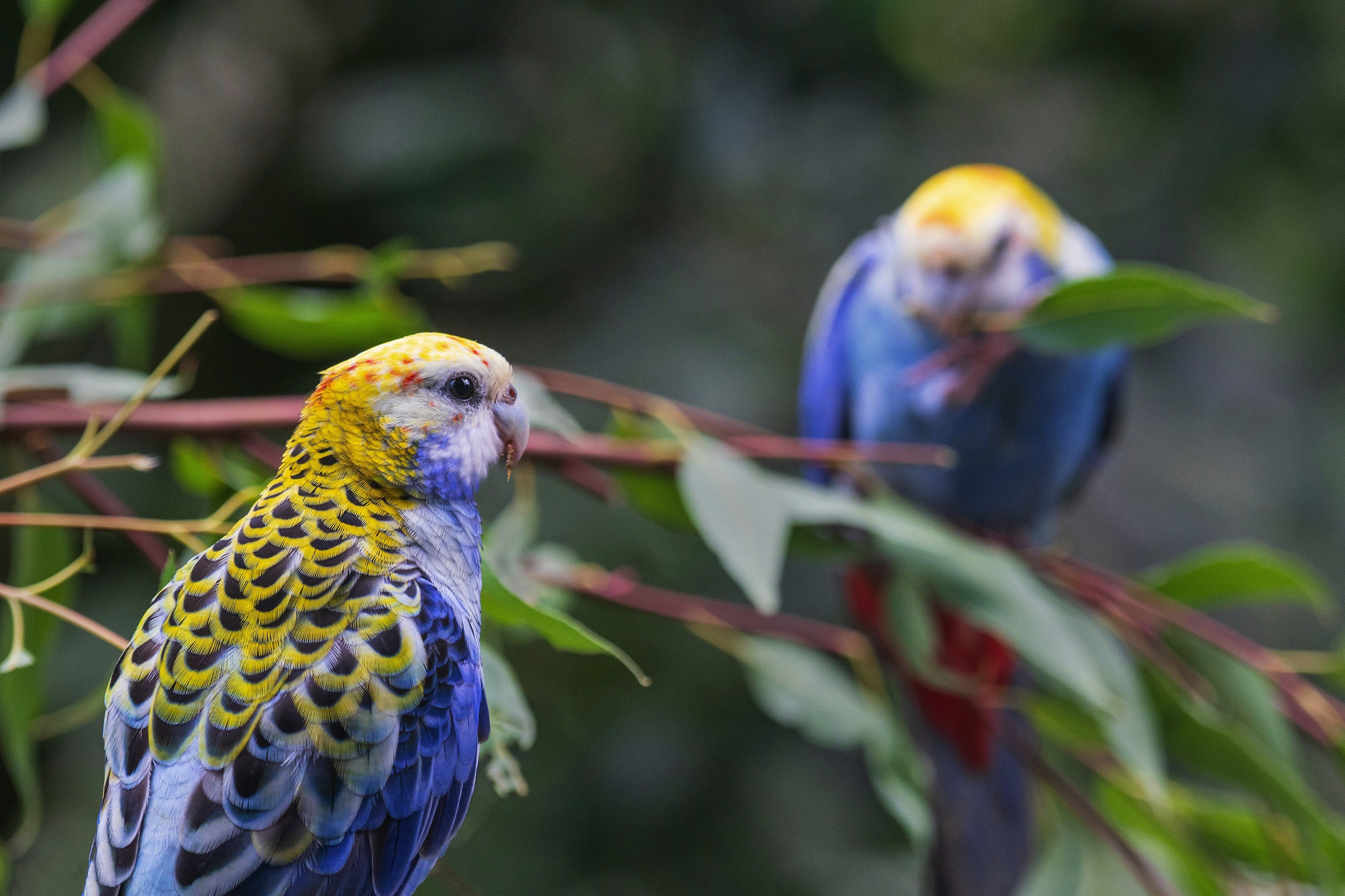 Pale-headed Rosellas at Birdworld Kuranda in Australia.