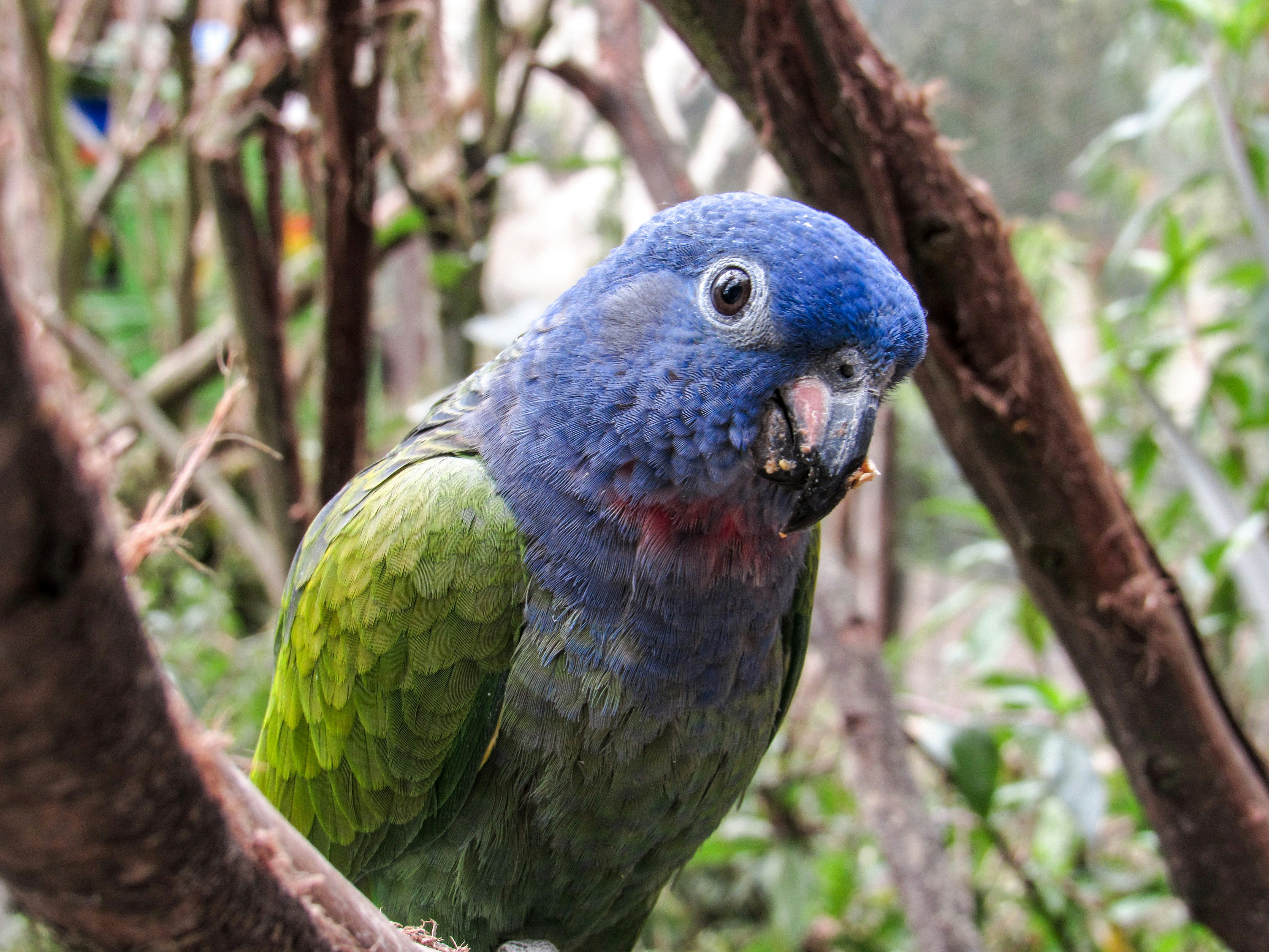 A blue-headed parrot at the Amaru Biopark in Cuenca, Ecuador