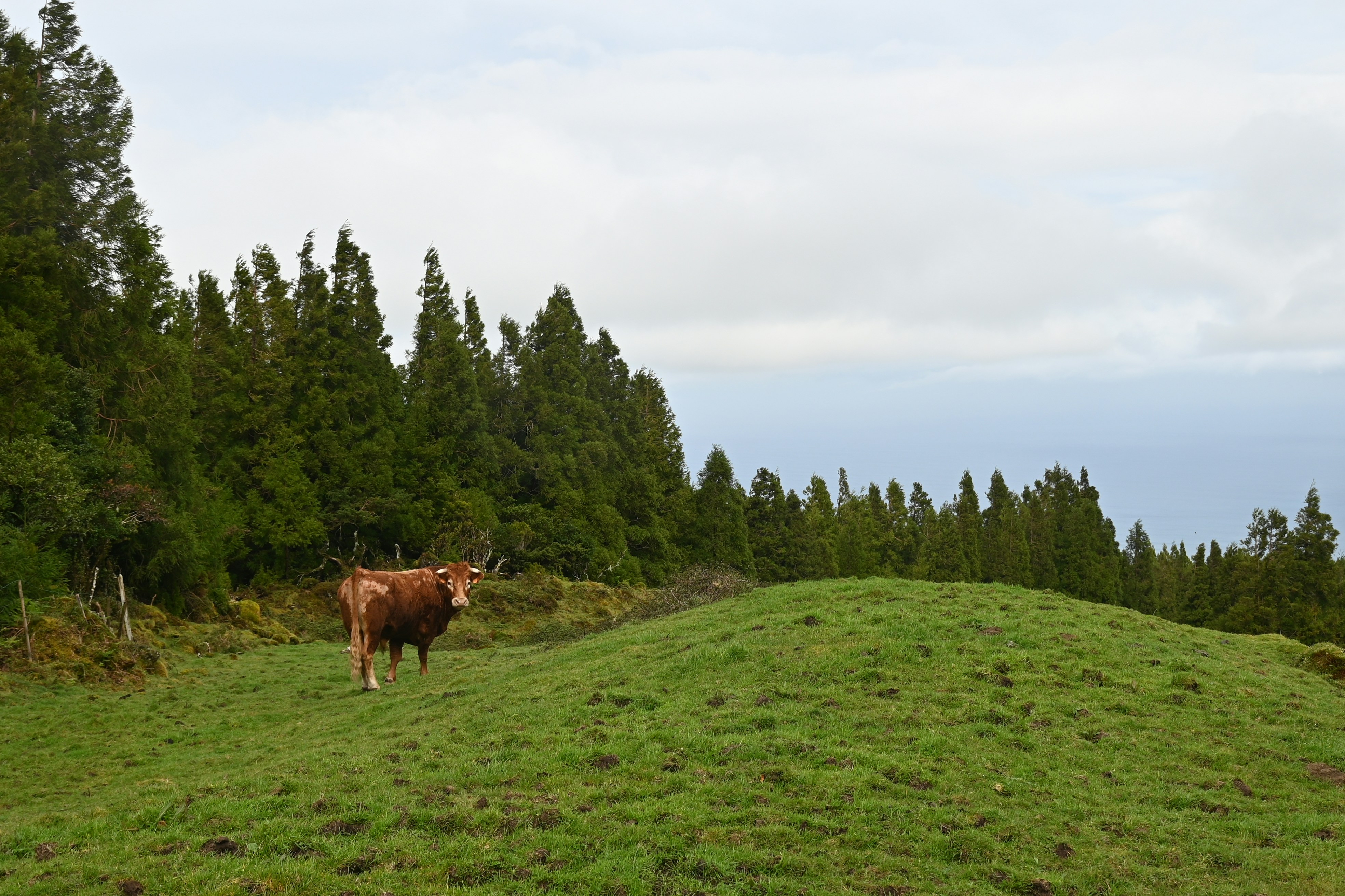 Pico Island, Portugal