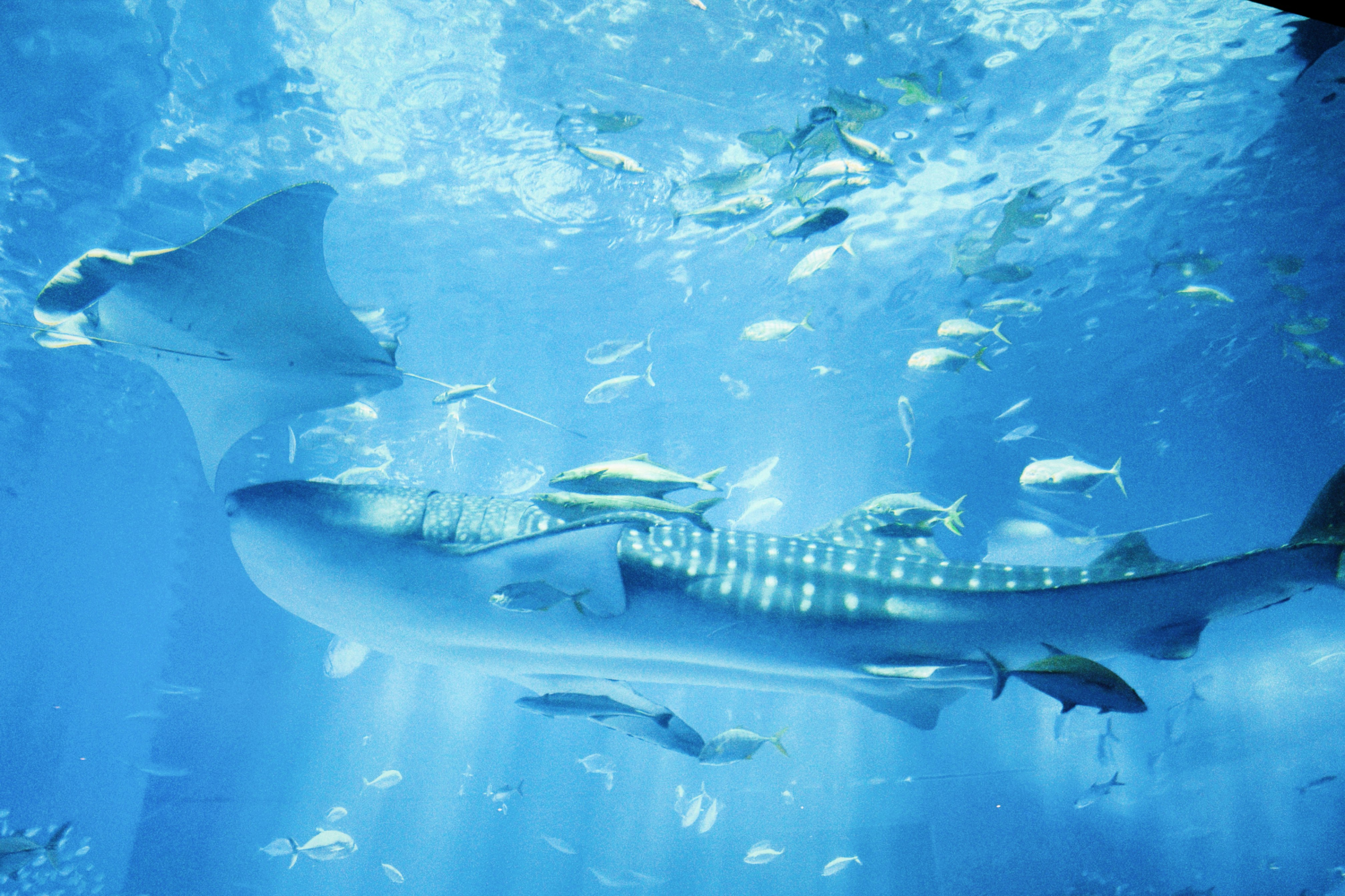 Okinawa Churaumi Suizokukan, 424 Ishikawa, Motobu, Okinawa, Japan