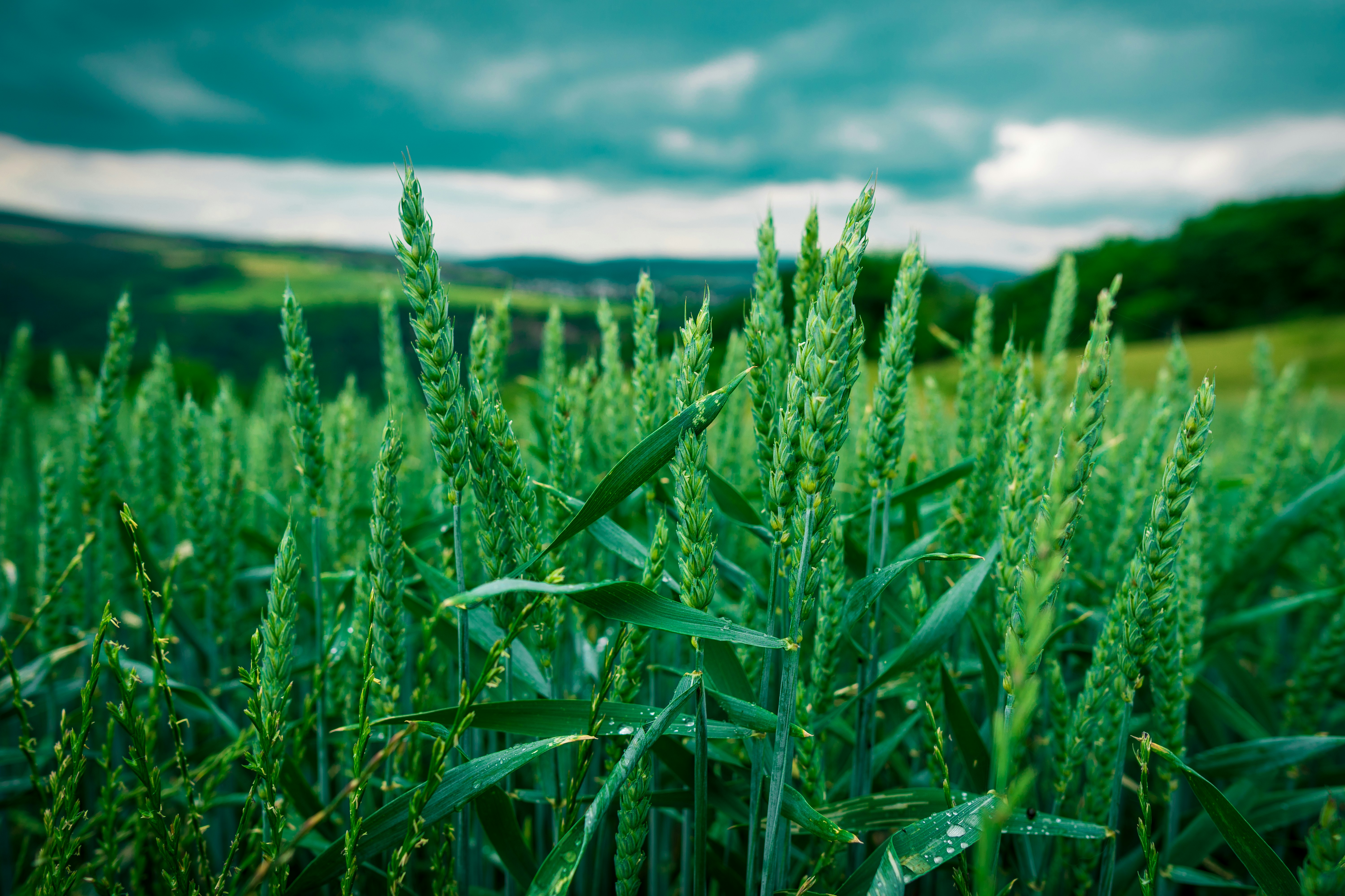 Loreley, Sankt Goarshausen, Germany