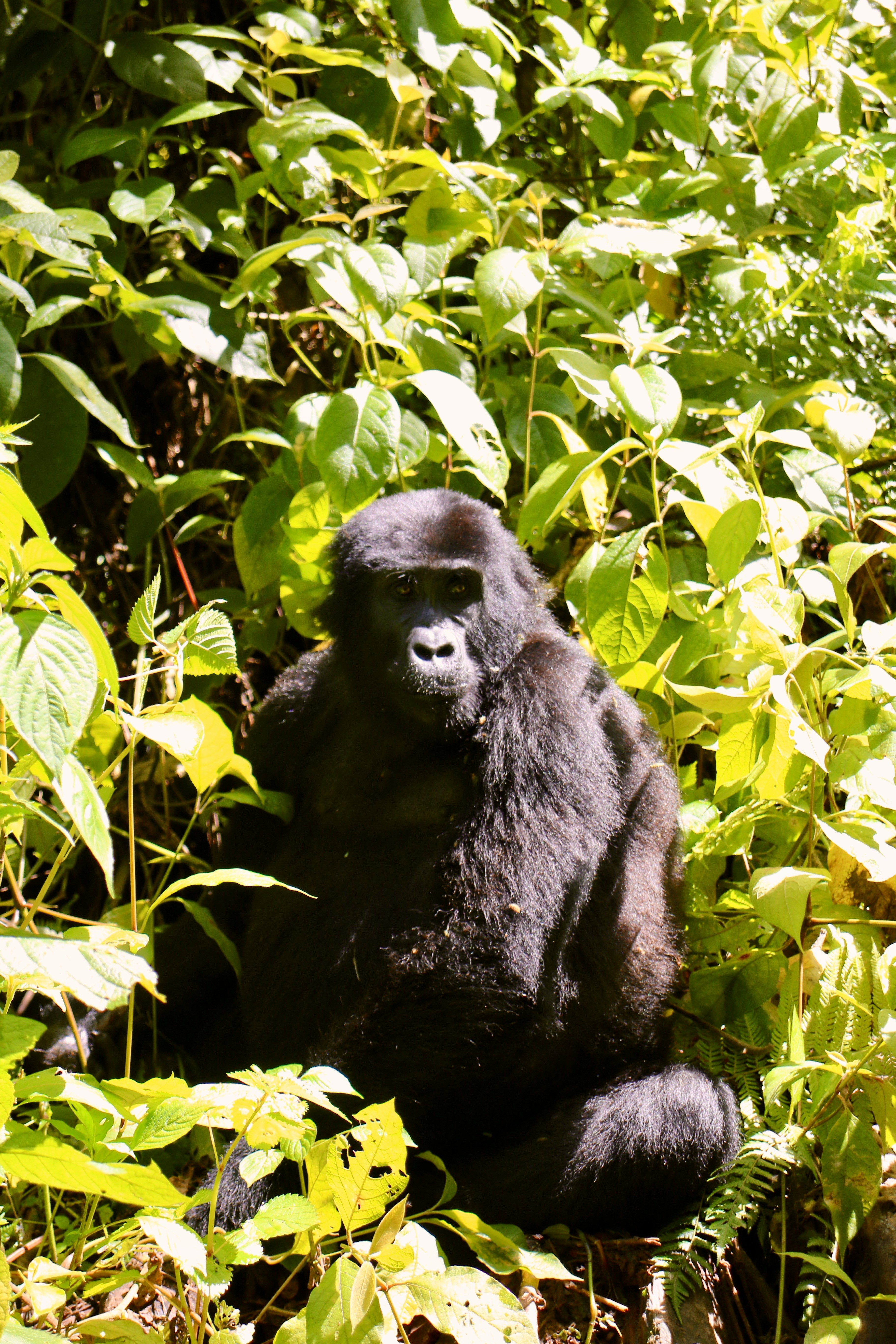 Bwindi Impenetrable National Park, Uganda