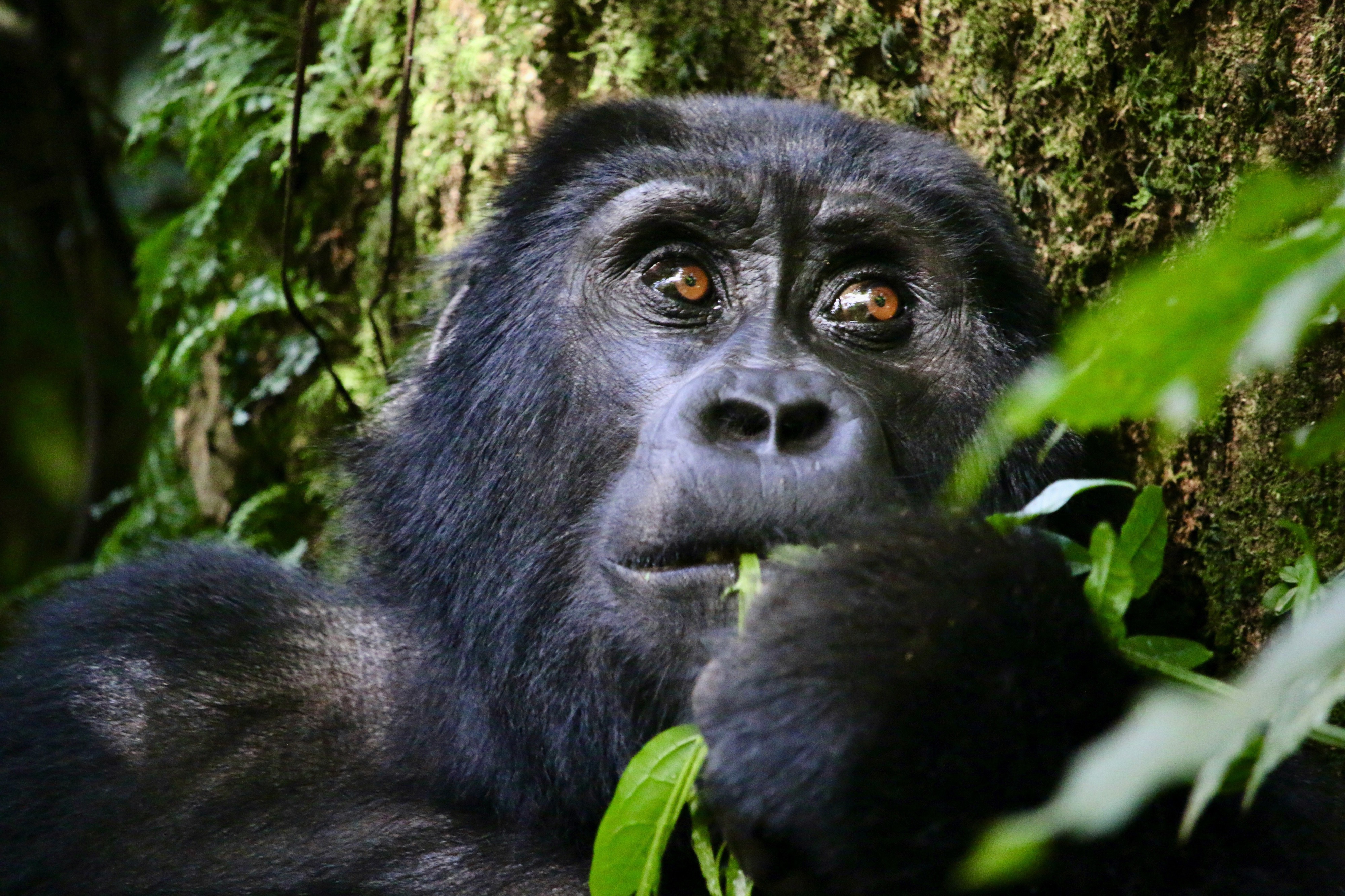 An endangered Mountain Gorilla in Bwindi Impenetrable Forest, Uganda.