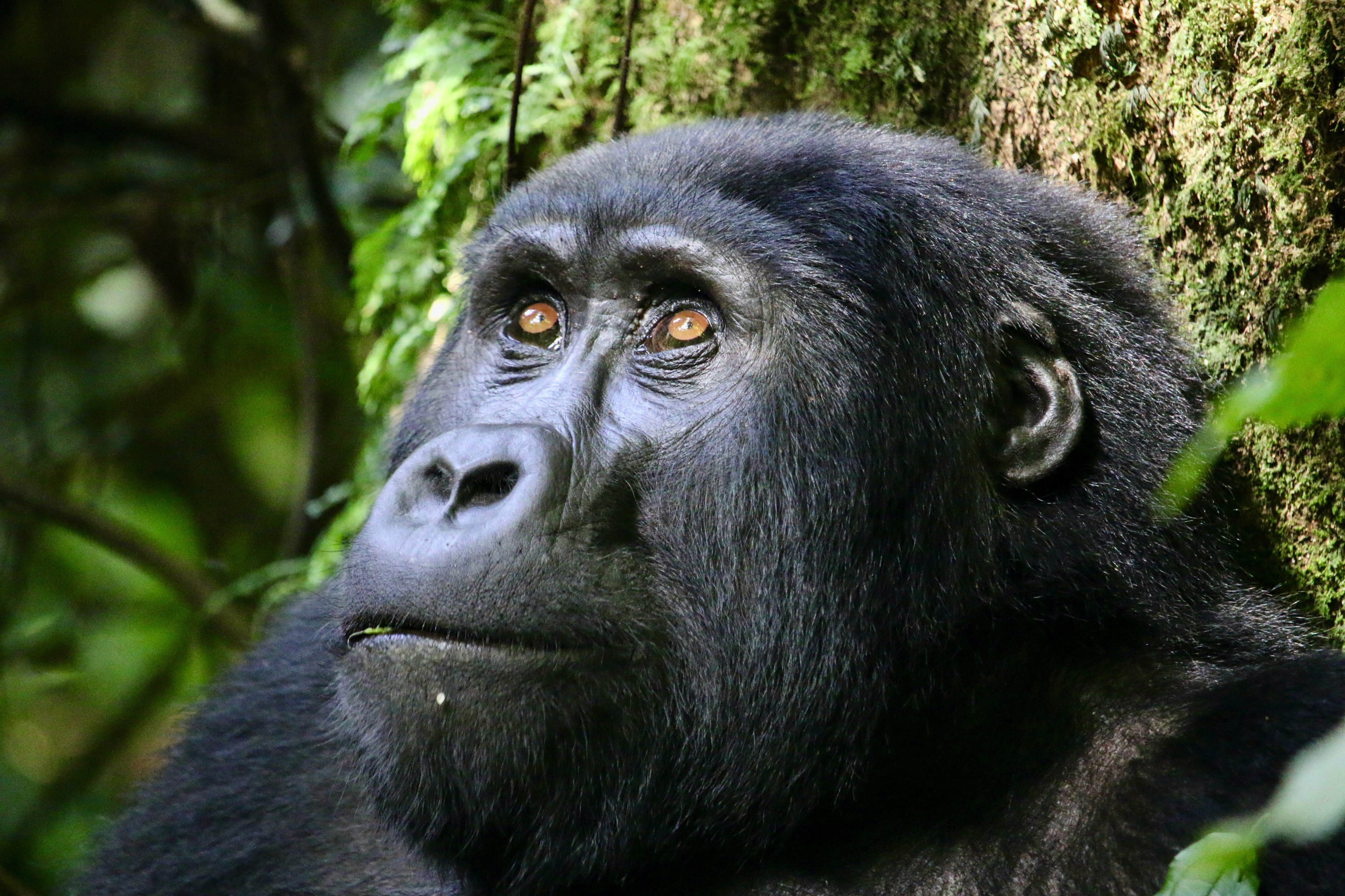 An endangered Mountain Gorilla in Bwindi Impenetrable Forest, Uganda.