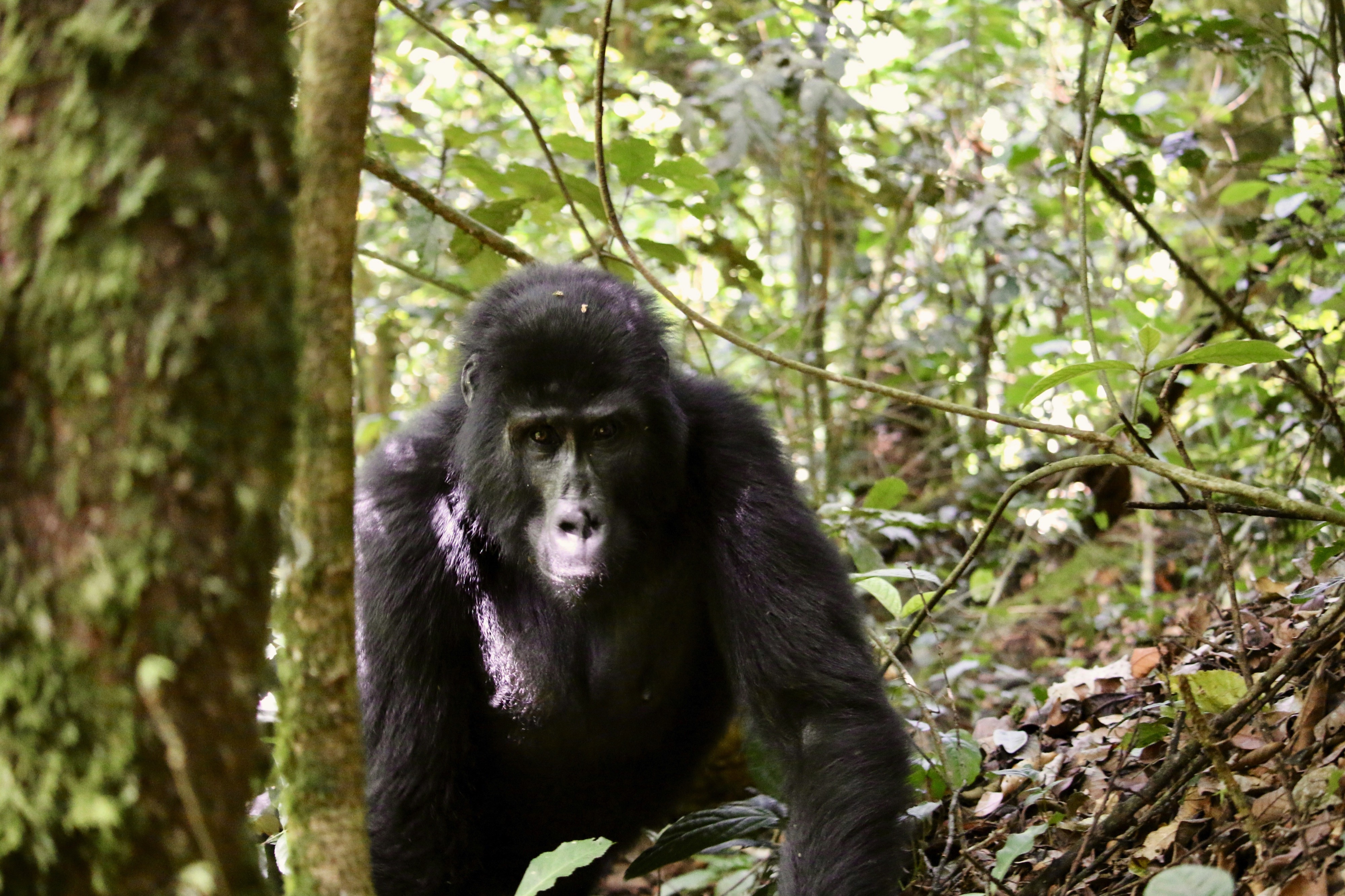 Bwindi Impenetrable National Park, Uganda