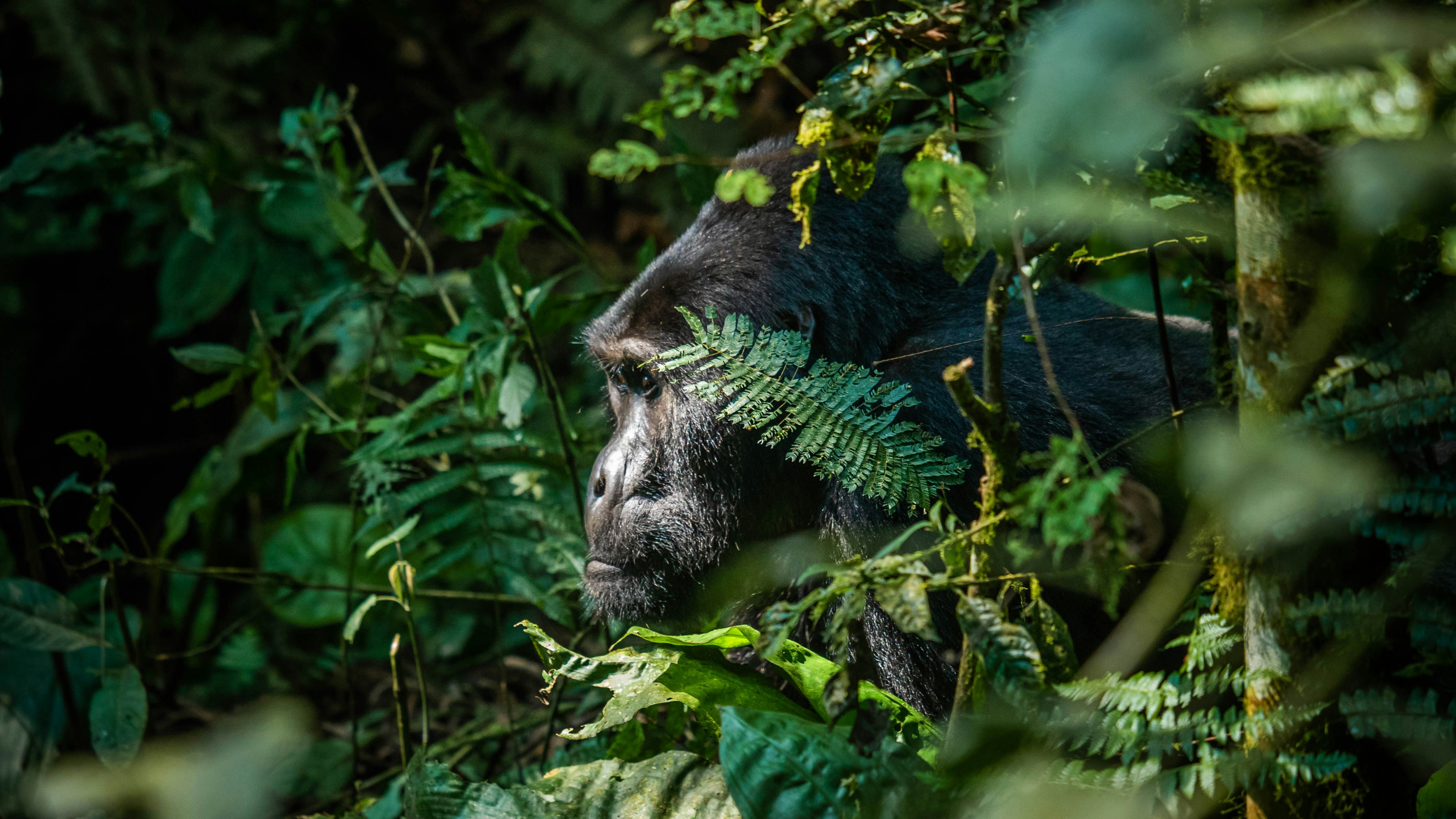 Bwindi Impenetrable Forest, Uganda