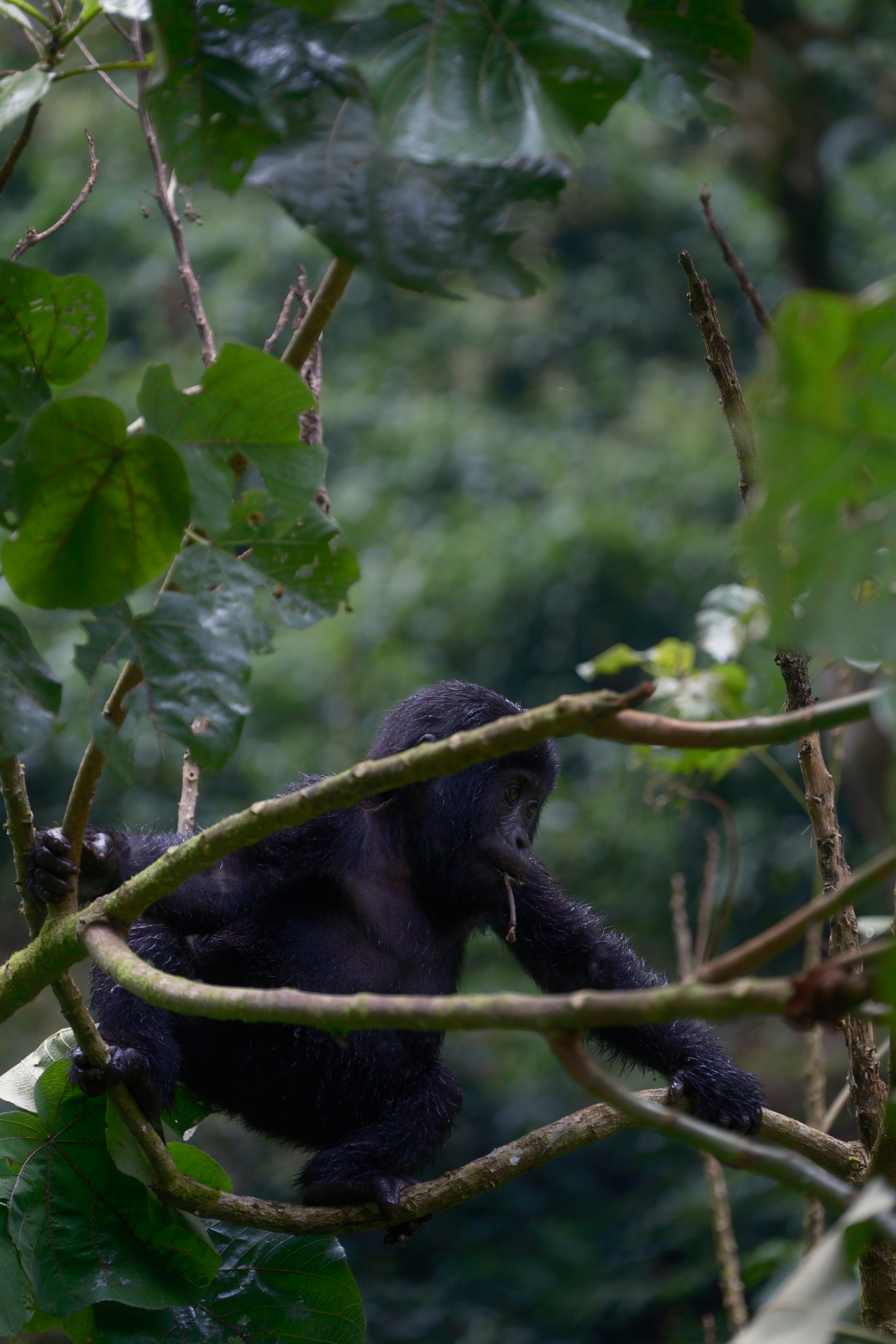 Bwindi Impenetrable Forest, Uganda