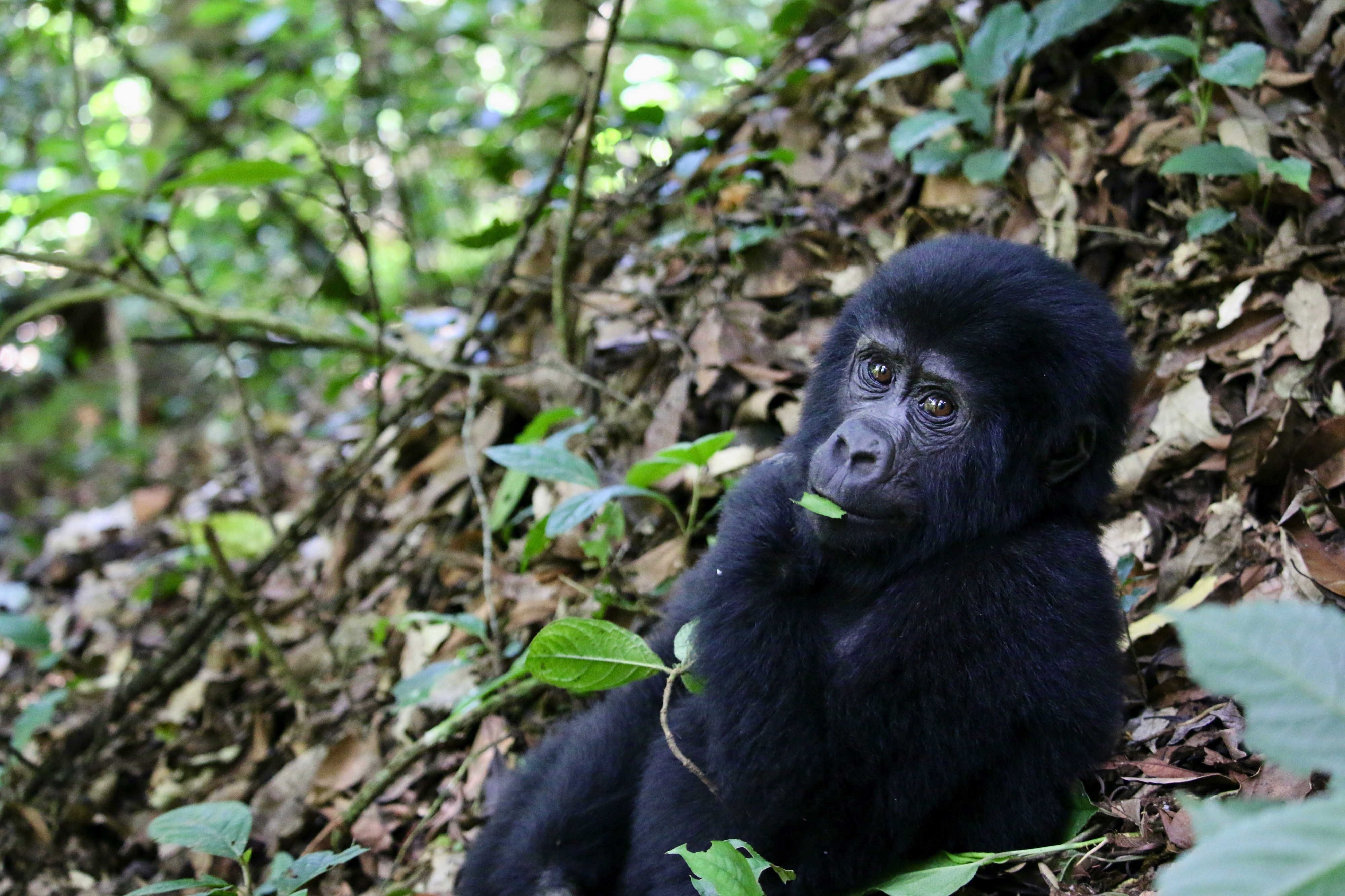 A baby Mountain Gorilla in Bwindi Impenetrable Forest, Uganda.