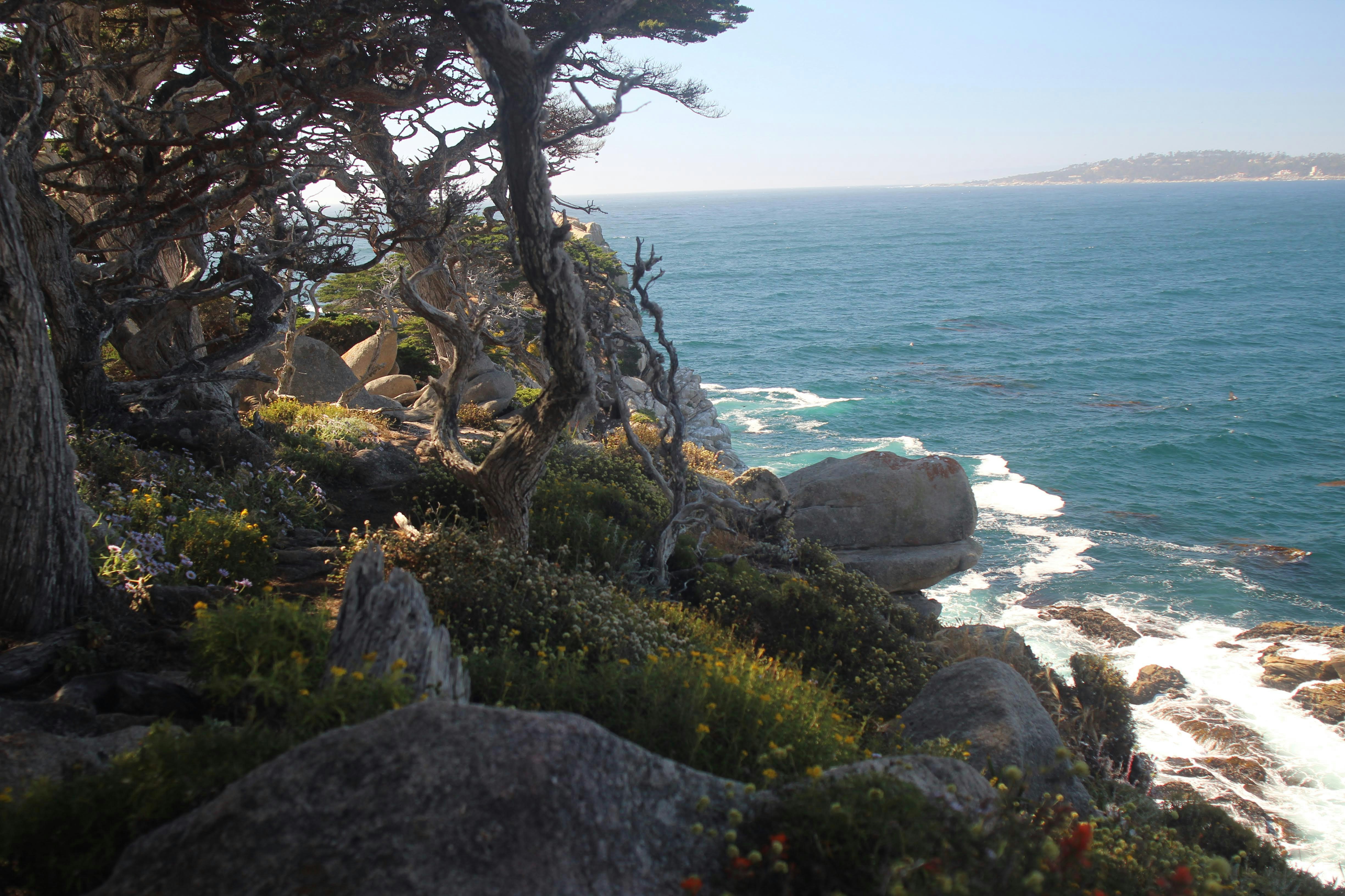 Point Lobos State Natural Reserve, Carmel-by-the-Sea, CA, USA