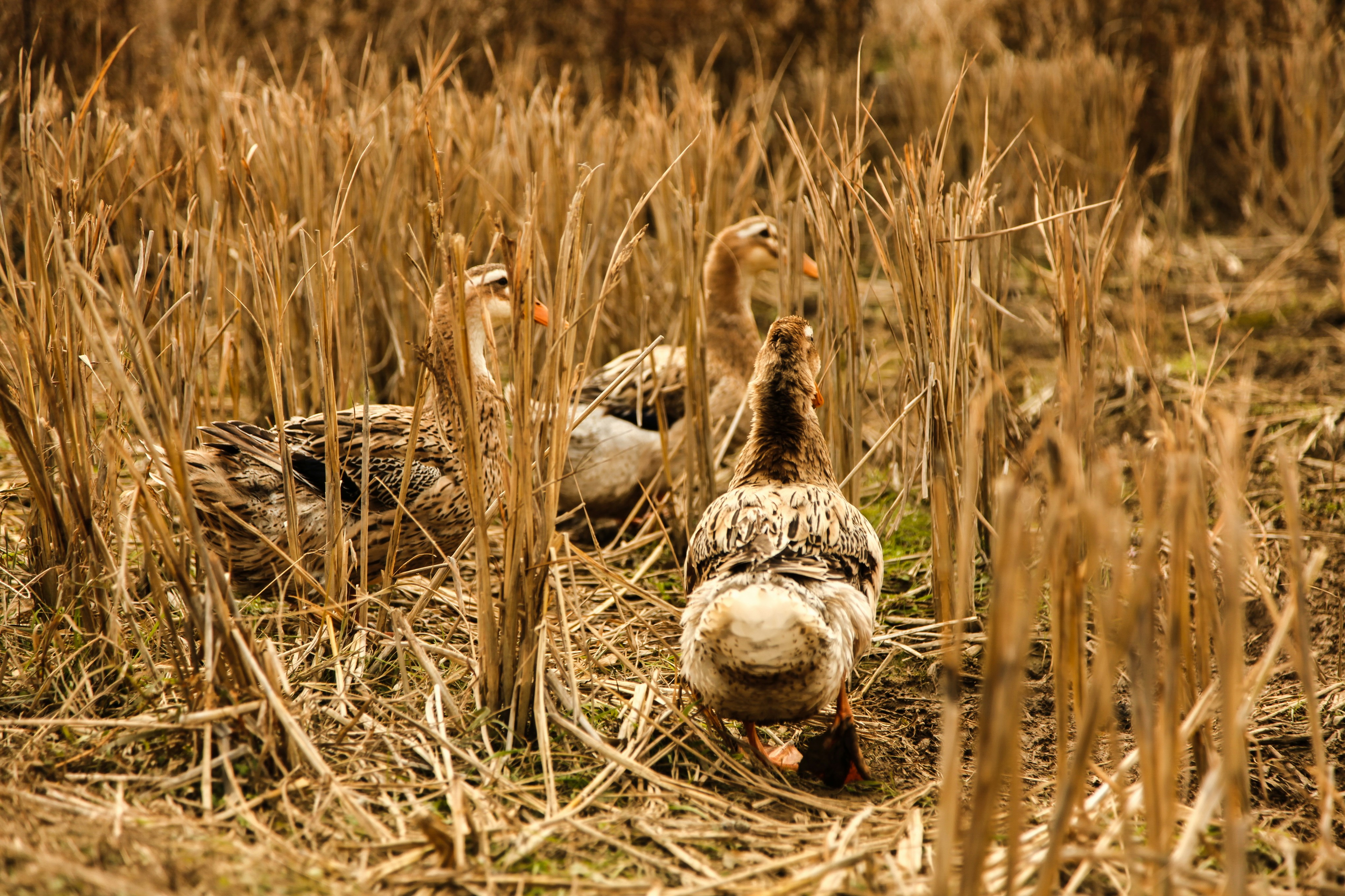 Guilin, Guangxi, China