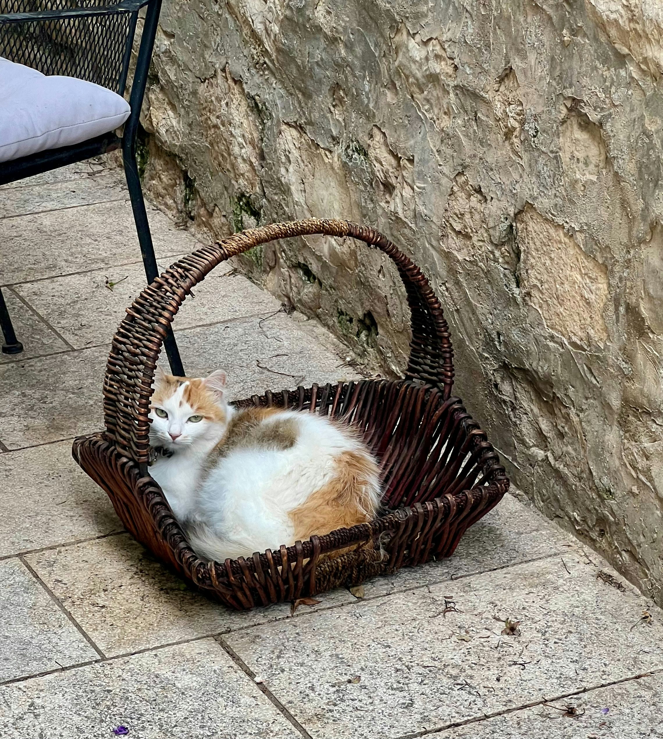 Cat in a basket, Ston, Croatia