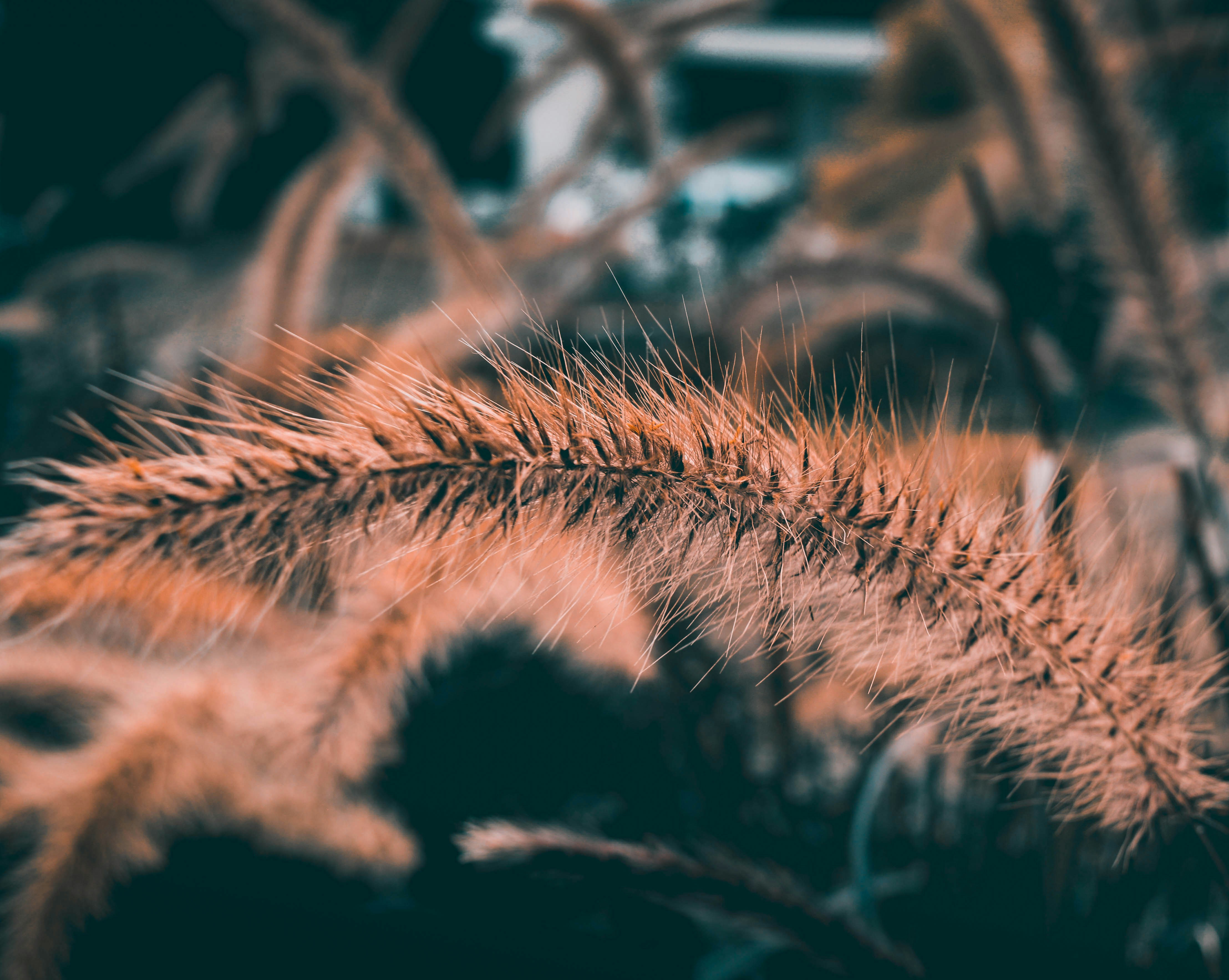 Munnar, Kerala, India