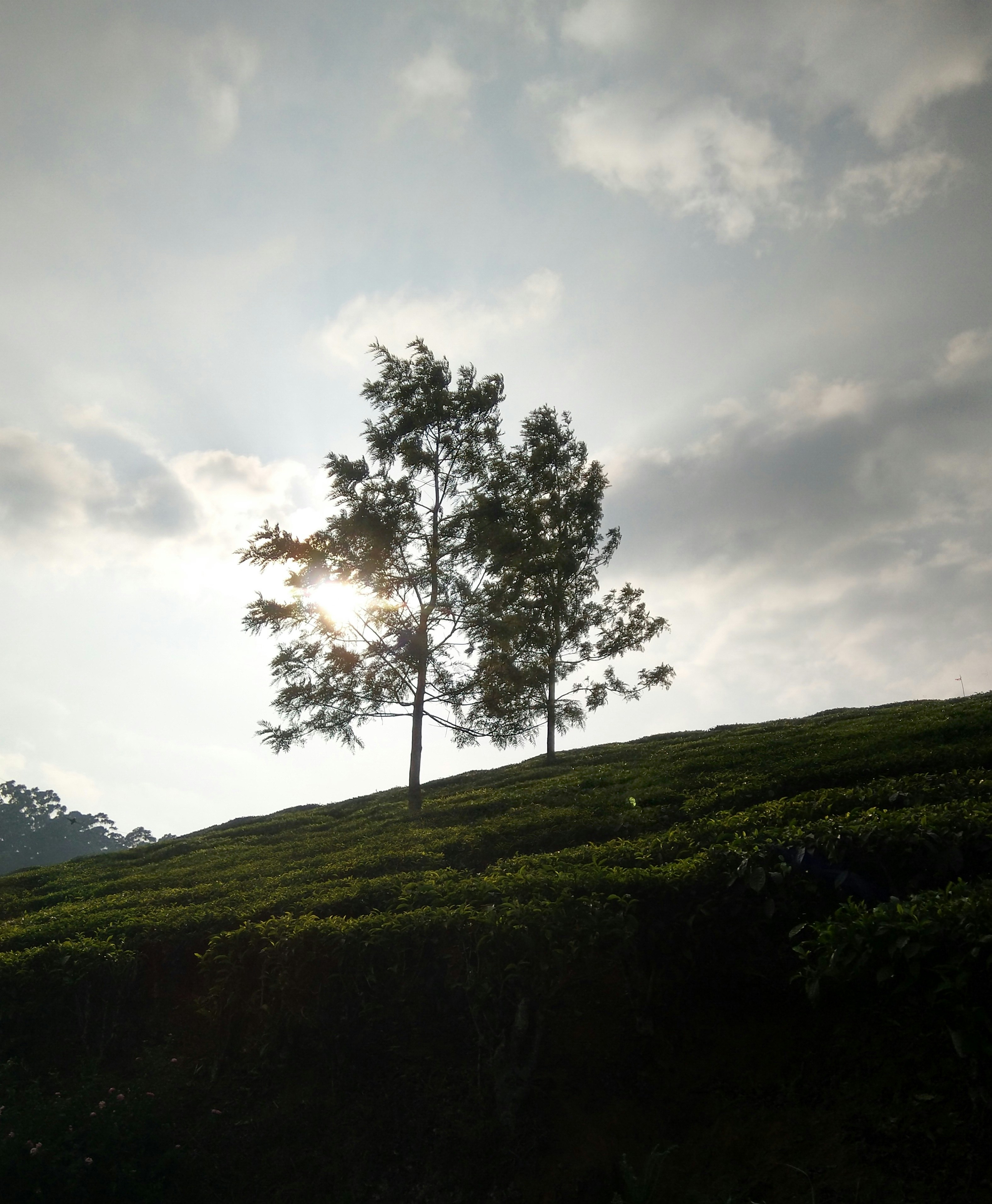 Munnar, Kerala, India