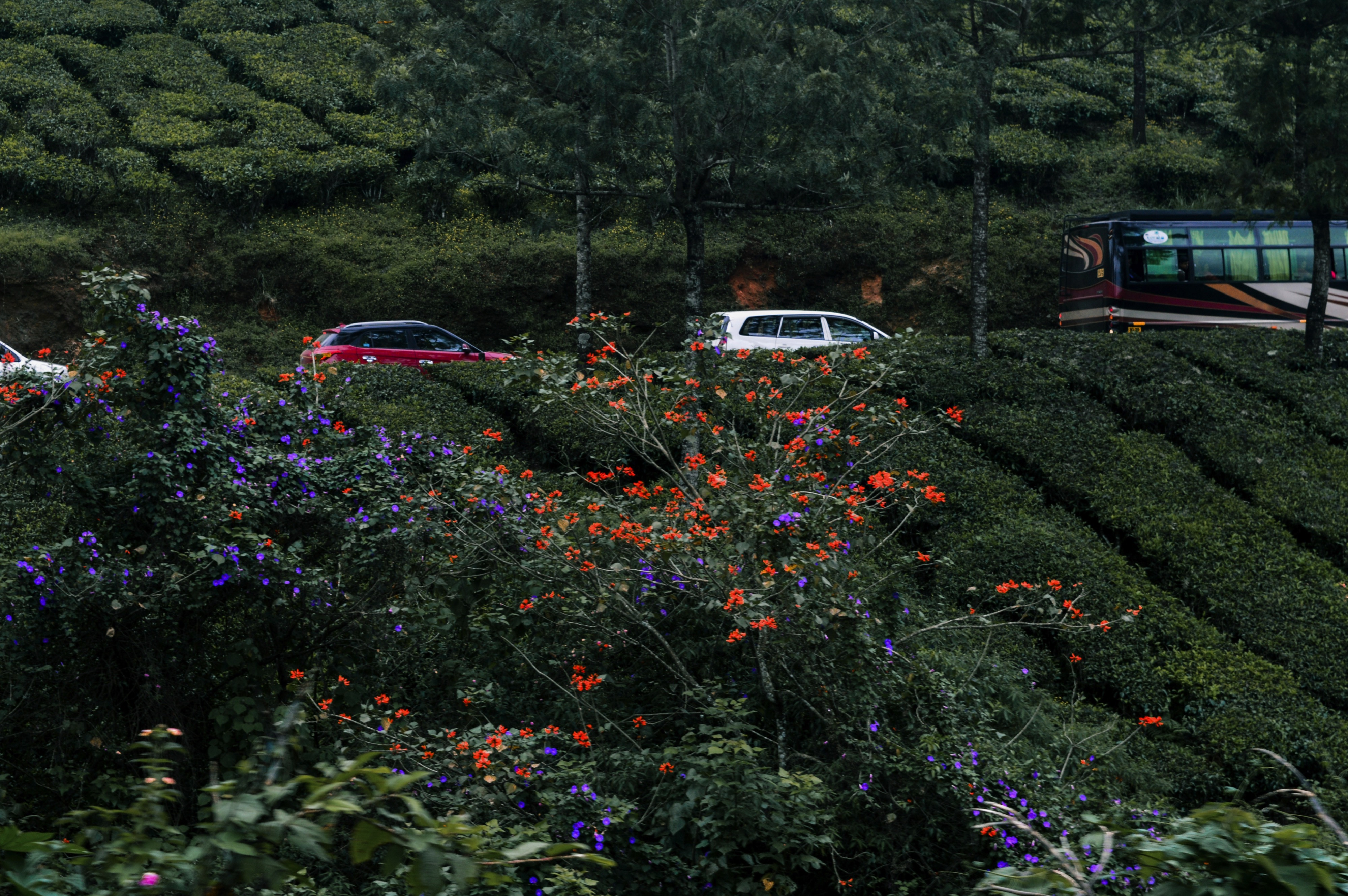 Munnar, Kerala, India