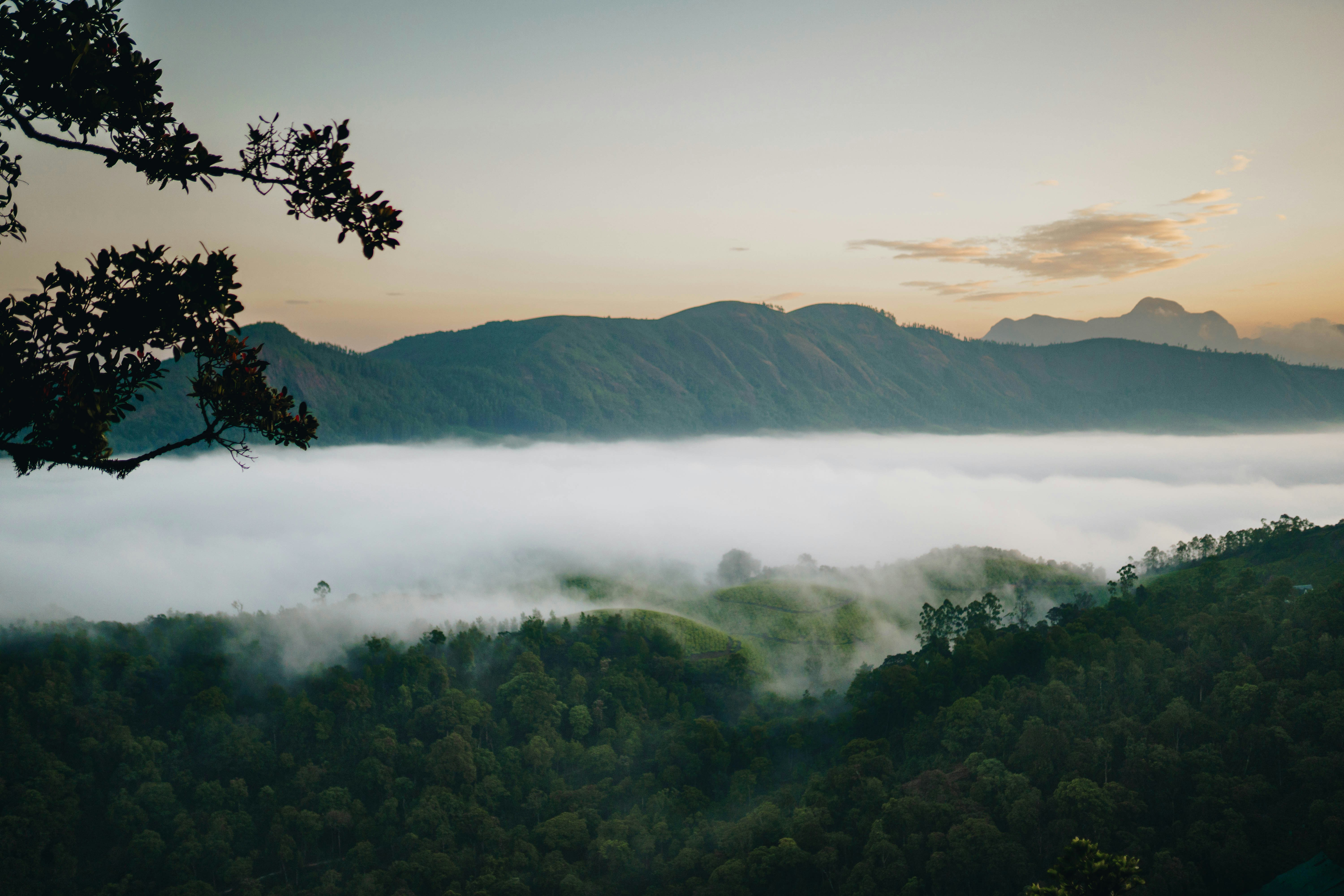 Munnar, Kerala, India