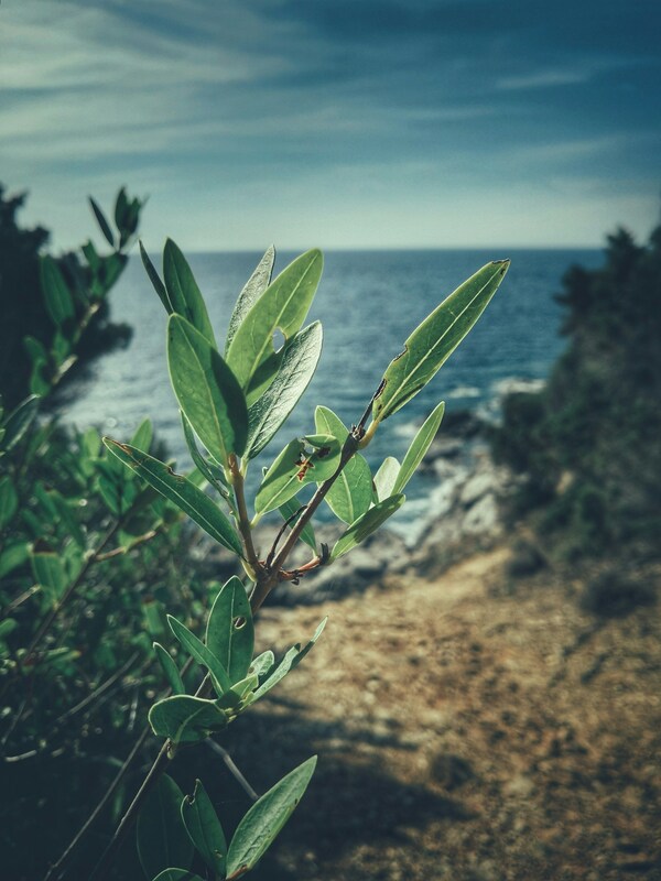 57025 Piombino, Province of Livorno, Italy, Piombino