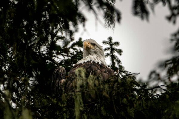 Bald Eagle in Sitka Alaska