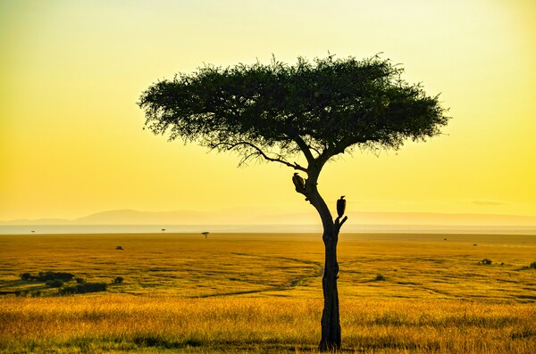 Stunning views of the masai mara reserve in Kenya