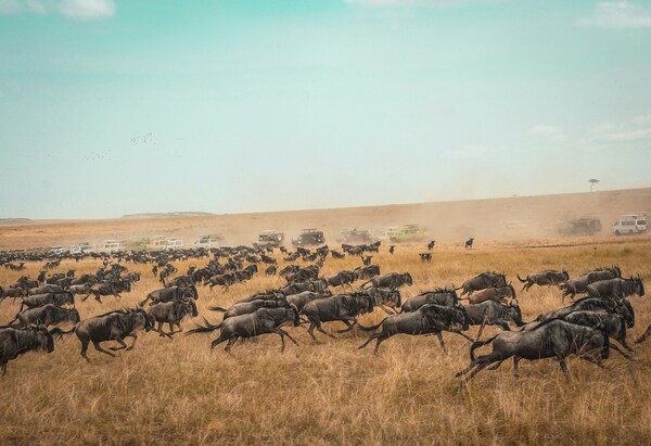 The Great Migration, Masai Mara National Reserve, Kenya