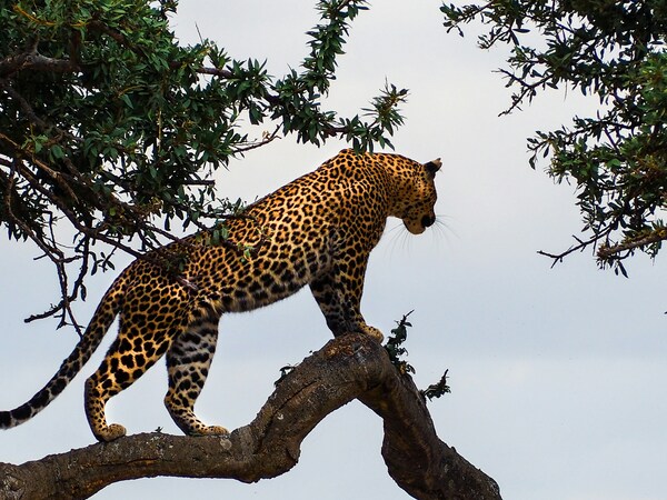 Leopard on tree in Masai Mara, Masai Mara National Reserve, Kenya