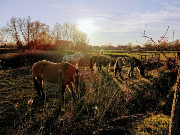 Horses, sunset, Hasselt, Belgium