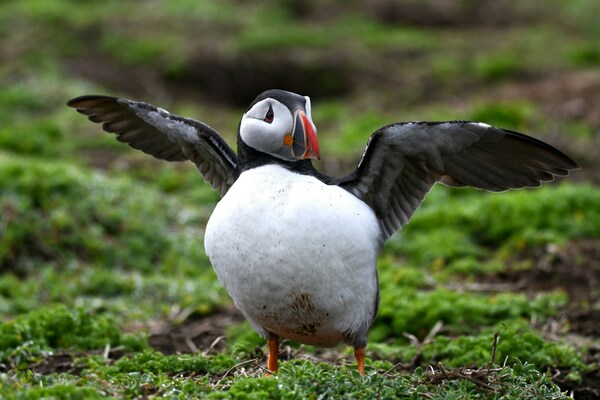 Skomer Island, Haverfordwest, UK