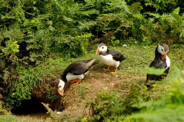 Atlantic Puffins around a burrow on Skomer Island, Pembrokeshire, Wales