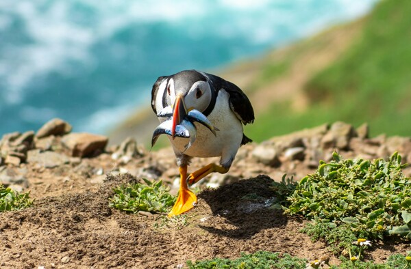 Skomer Island, Haverfordwest, UK