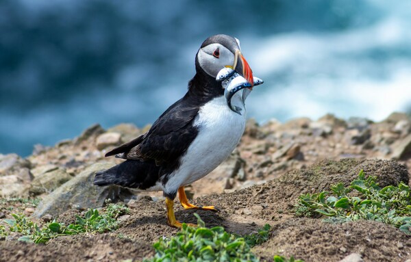 Skomer Island, Haverfordwest, UK