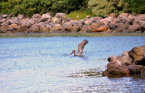 Pelican, Mandahl Bay, St. Thomas, Virgin Islands, USA