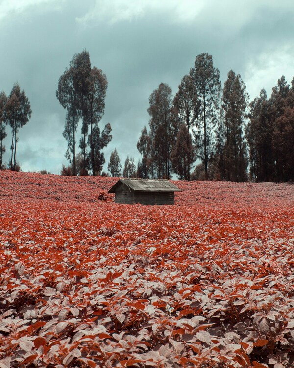 Probolinggo City, East Java, Indonesia