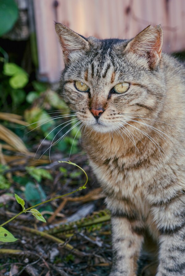 Ainoshima Island, Ainoshima, Shingu, Fukuoka, Japan