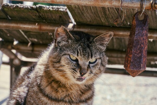 Ainoshima Island, Ainoshima, Shingu, Fukuoka, Japan