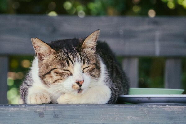 Ainoshima Island, Ainoshima, Shingu, Fukuoka, Japan