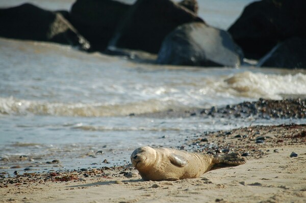 Horsey Beach, Great Yarmouth, United Kingdom